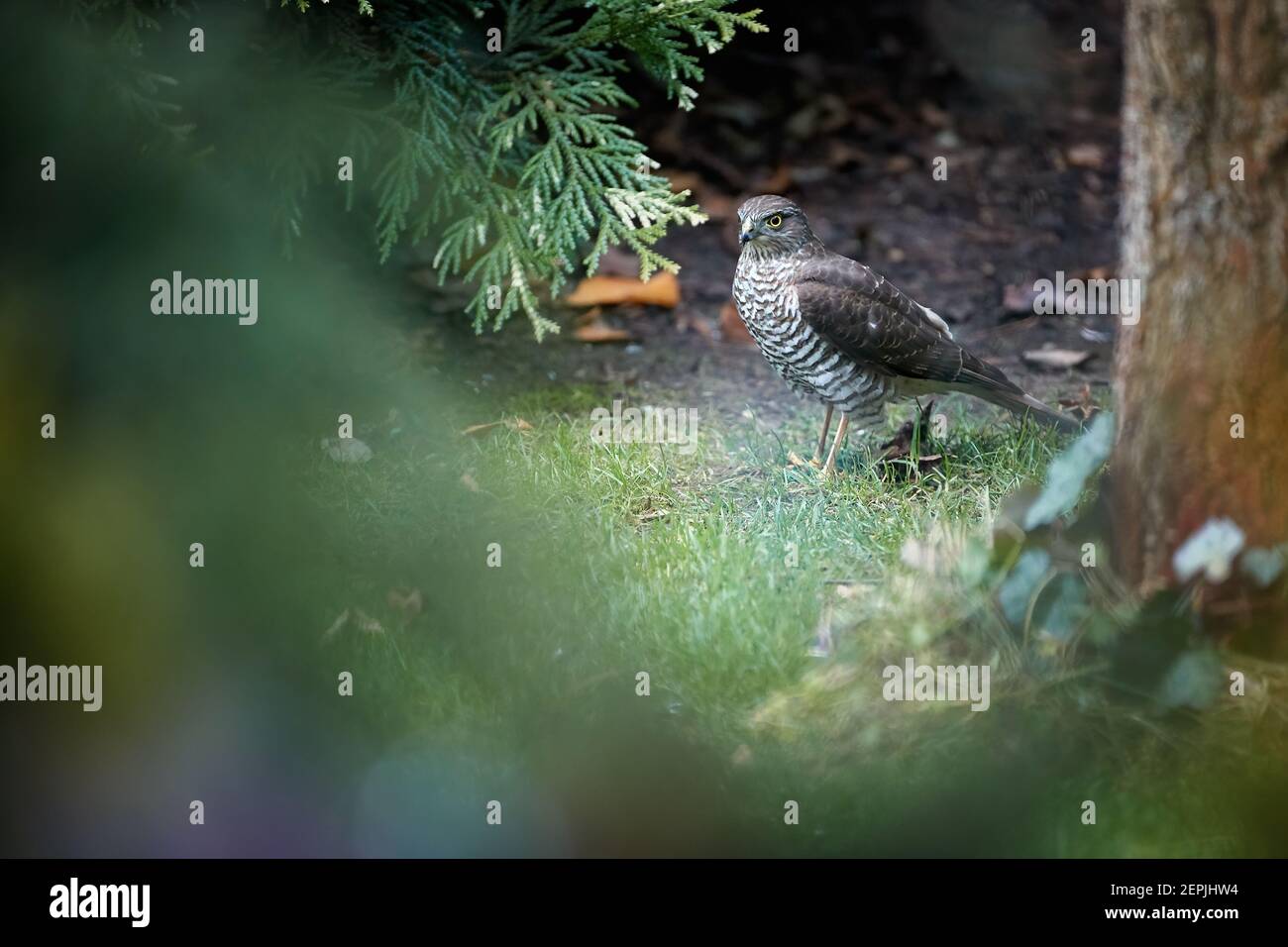 Eurasian sparrowhawk, Accipiter nisus, bird of prey, on the ground