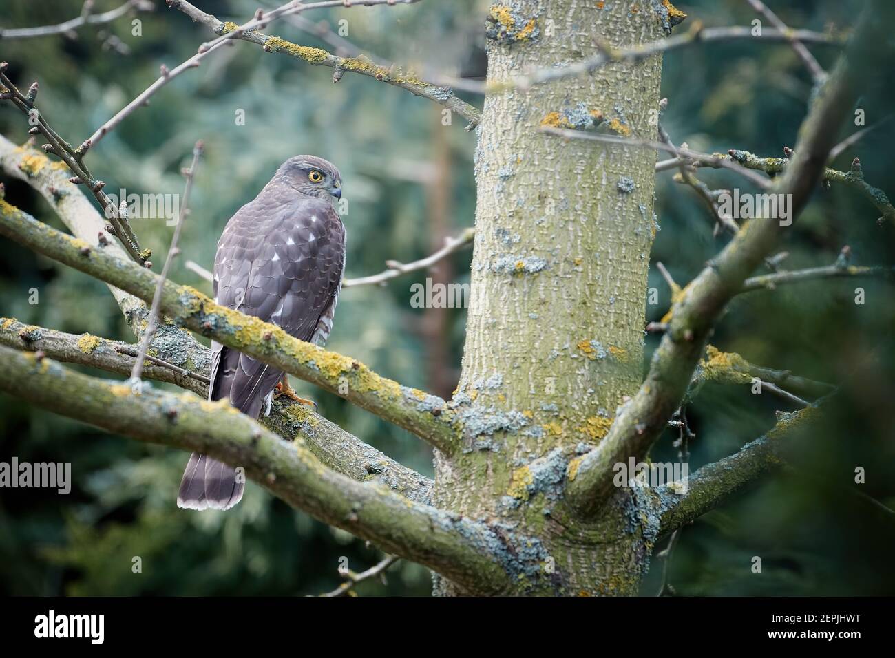 Eurasian sparrowhawk, Accipiter nisus, bird of prey, on the ground
