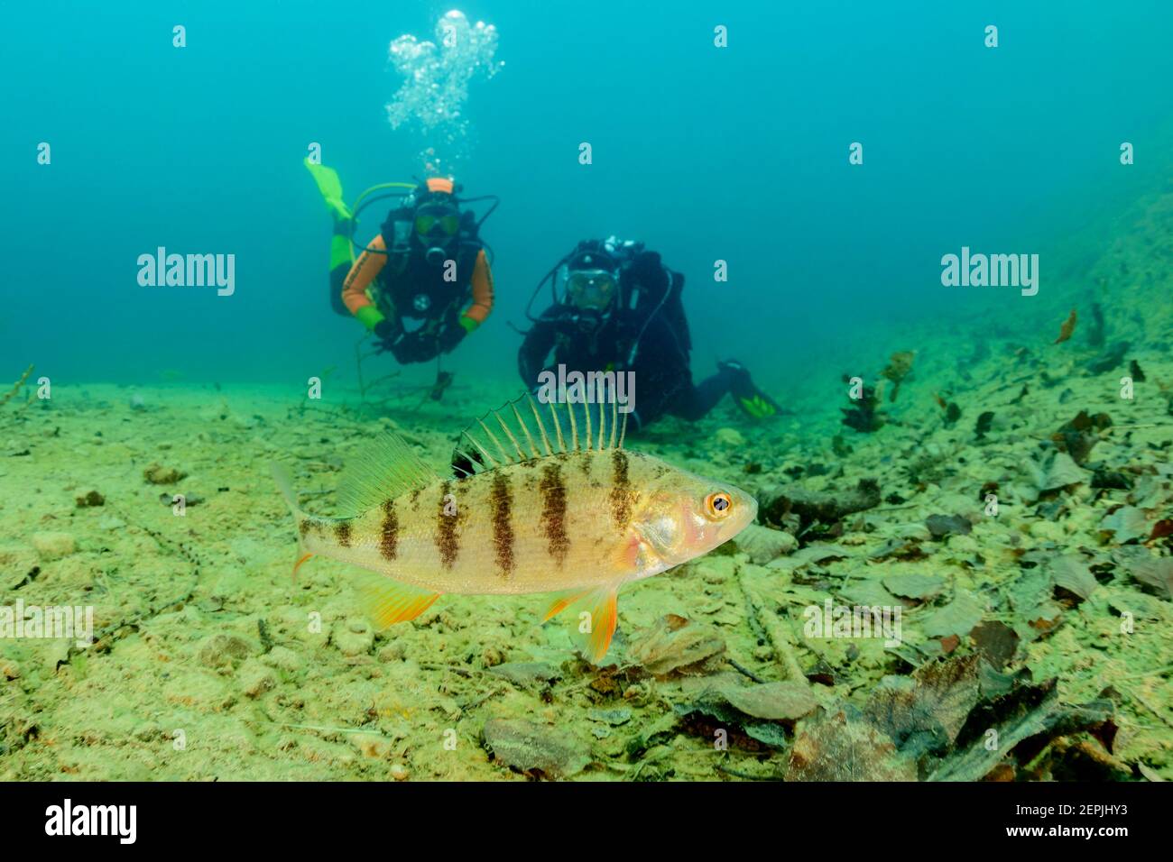 Perca fluviatilis, European perch and scuba diver, Gosau, Gosausee, Lake Gosau, Austria Stock Photo