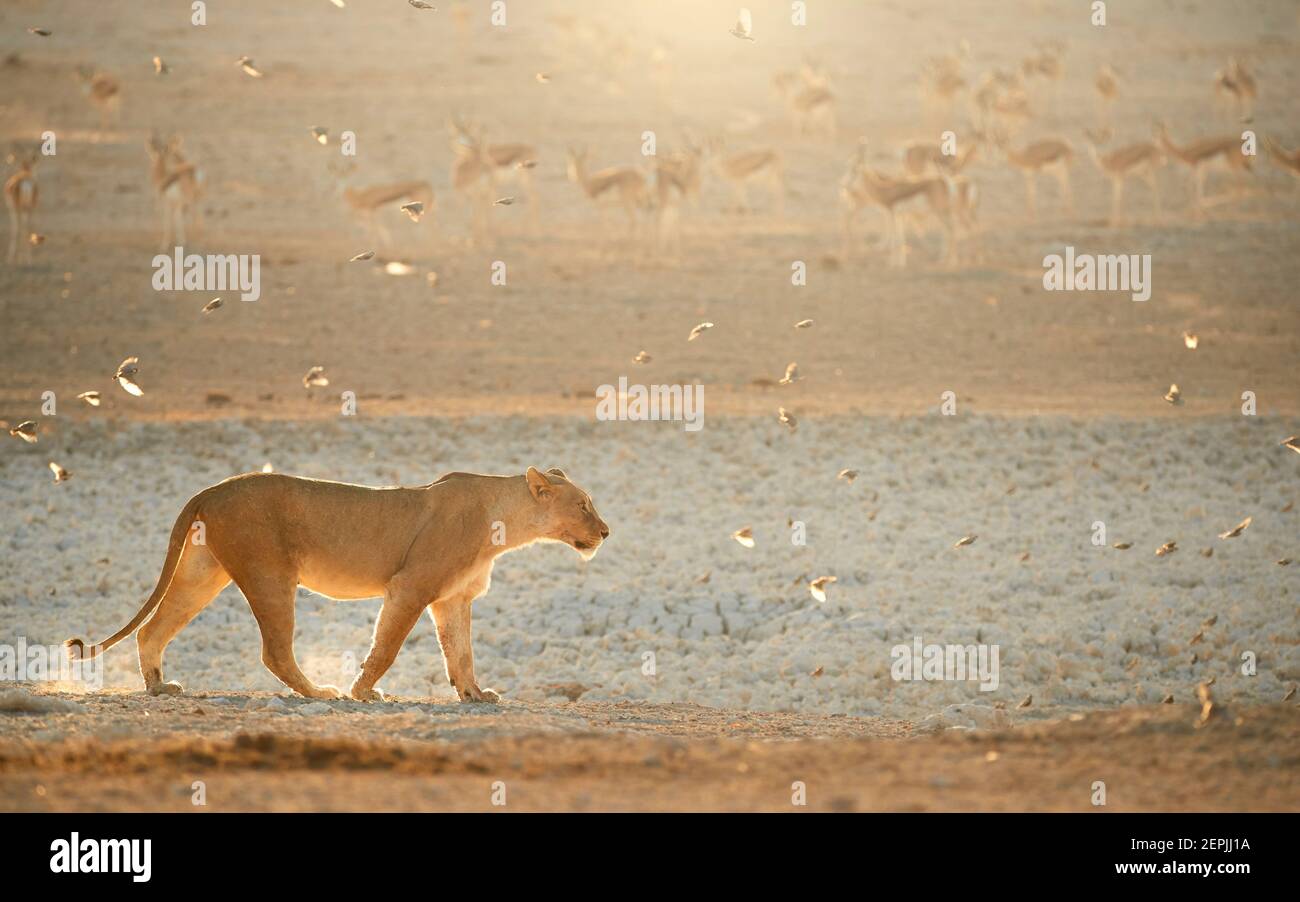 Lioness in beautiful light against herd of springboks in the background. Backlighted Lioness among flock of birds near to waterhole. Hot day on safari Stock Photo
