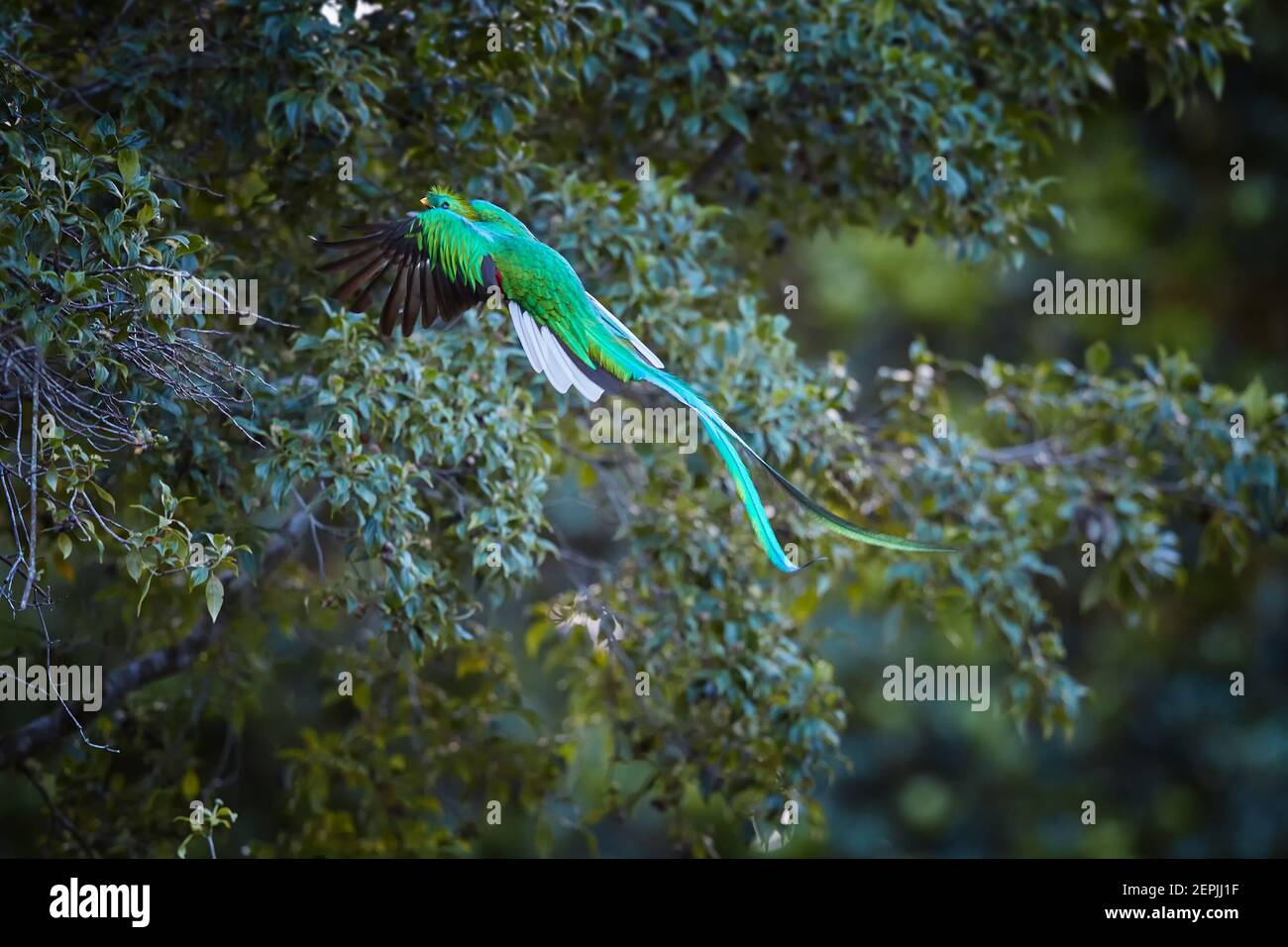 Flying Resplendent Quetzal, Pharomachrus mocinno, long-tailed, iridescent tropical bird feeding on wild avocado fruits. Rare view on male flying with Stock Photo