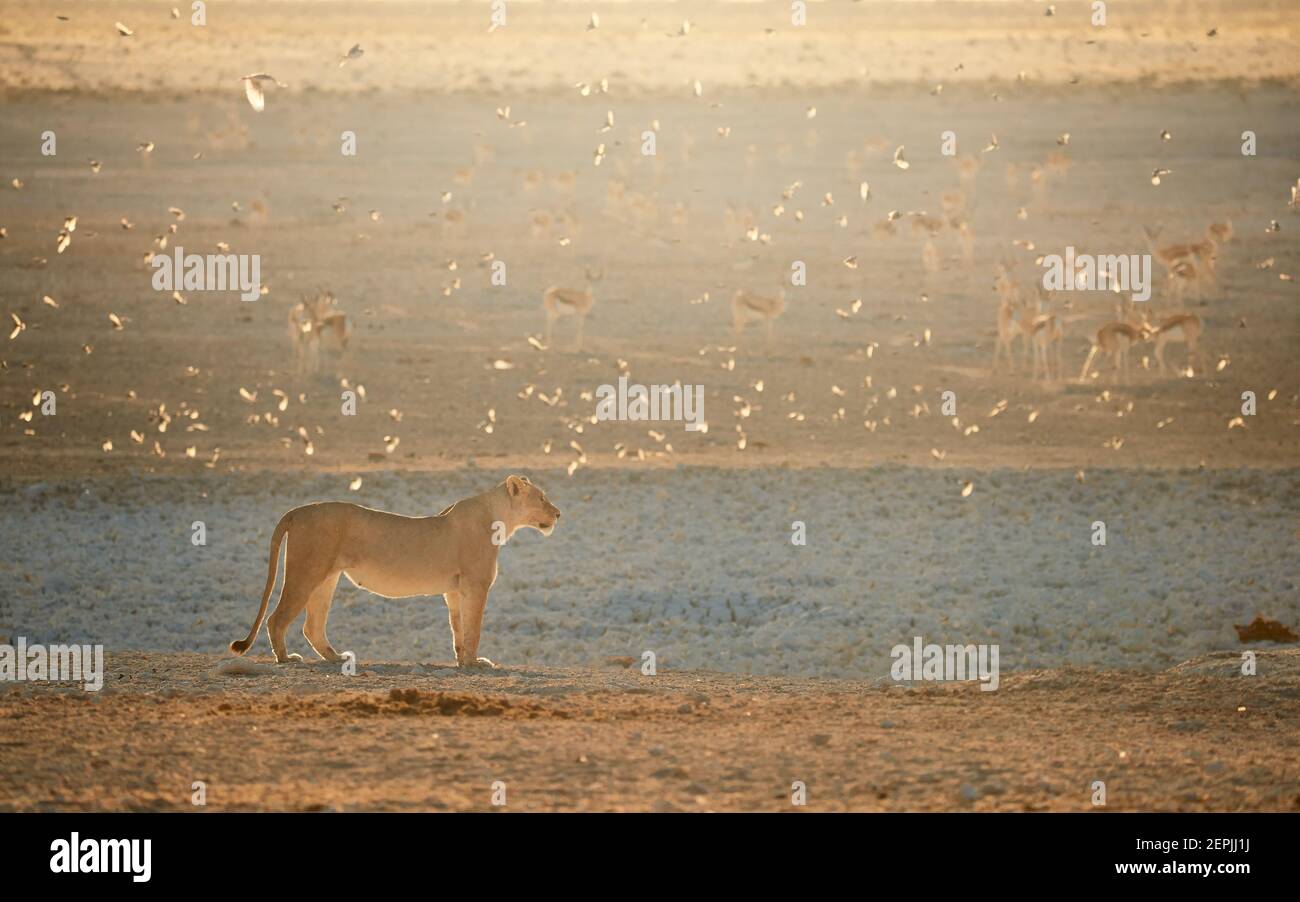 Lioness in beautiful light against herd of springboks in the background. Backlighted Lioness among flock of sociable weavers near to waterhole. Hot da Stock Photo
