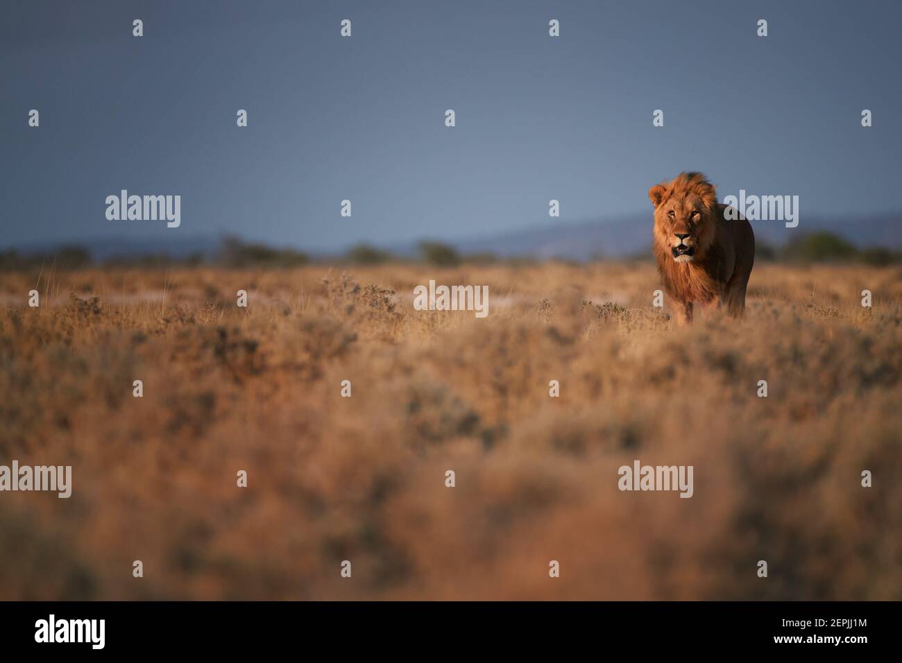 Colorful photo of Panthera leo, Southern African mane lion walking directly at camera in typical environment of Etosha pan. Ground level photo. Lion i Stock Photo