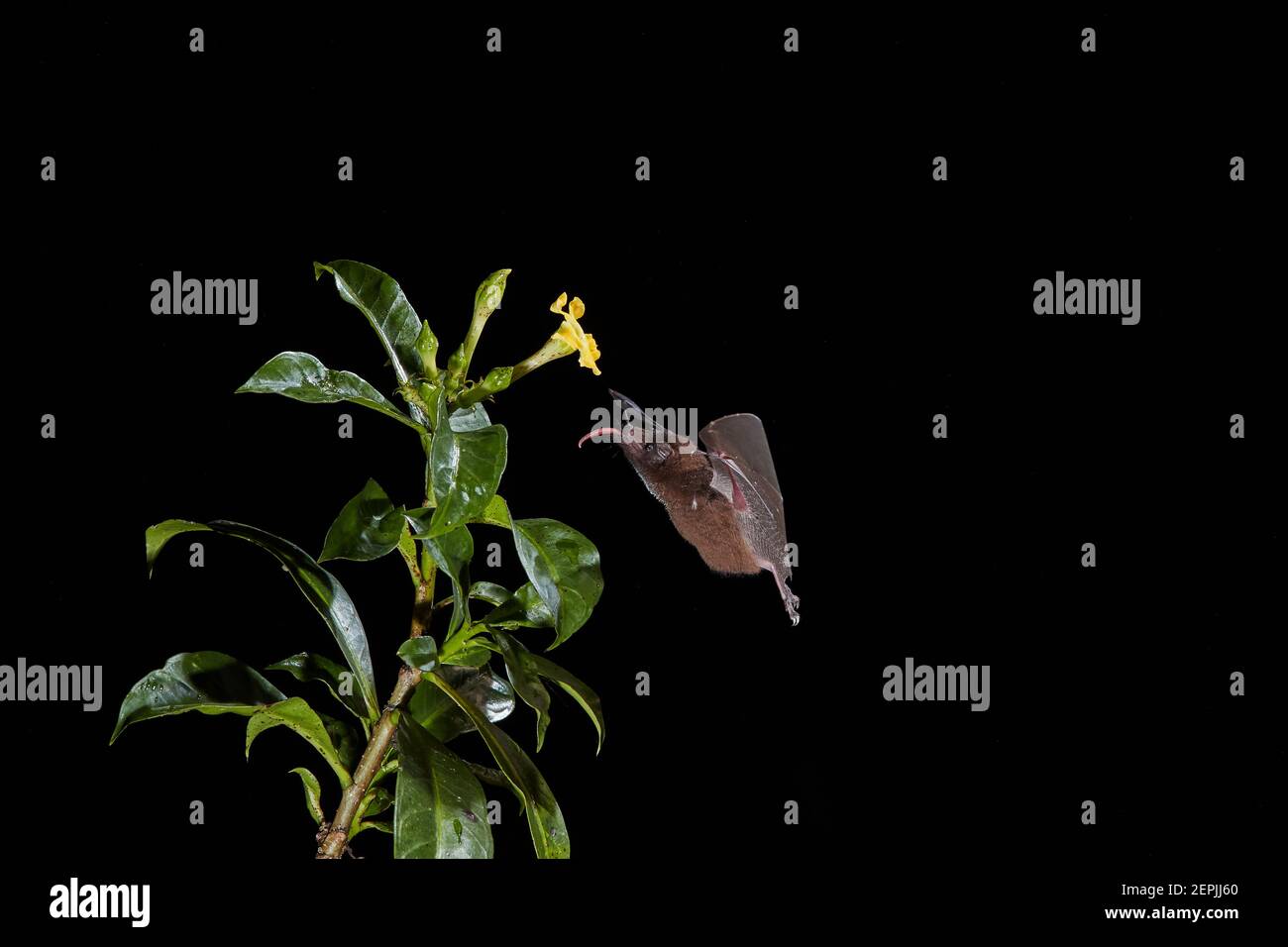 Isolated on black, Lonchophylla robusta, Orange nectar bat, feeding on nectar by long tongue from tropical flower. Side view. Night flash photography. Stock Photo