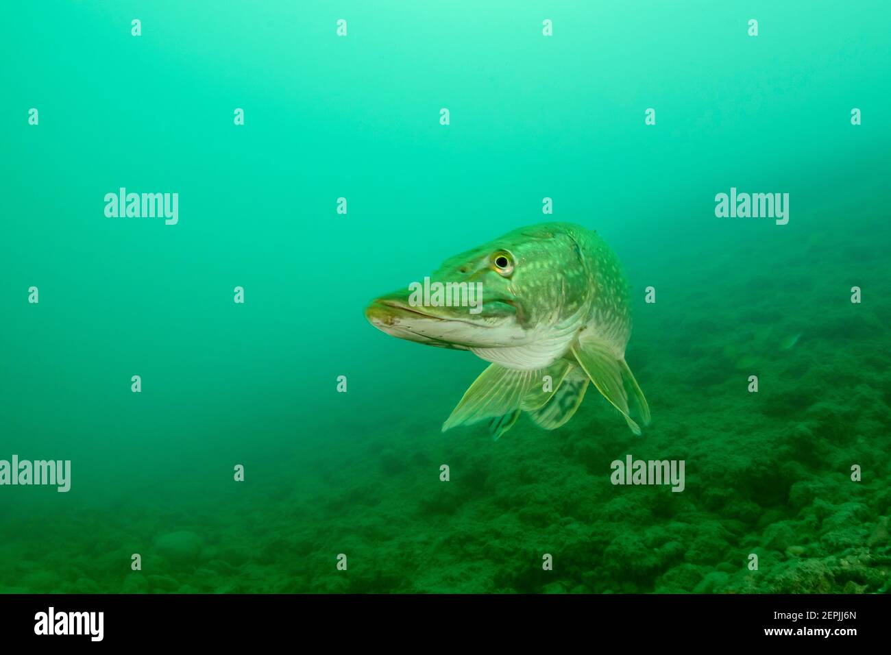 Esox lucius, Northern pike, St. Kanzian am Klopeiner See, Lake Klopein, Austria Stock Photo