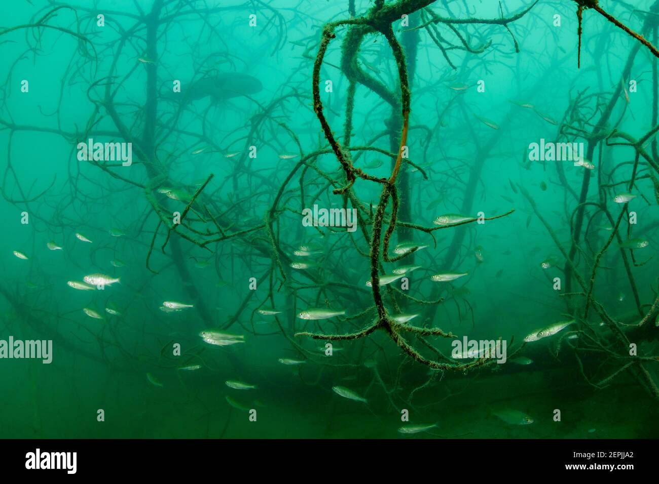 Perca fluviatilis, Tree underwater with school of perches, St. Kanzian am Klopeiner See, Lake Klopein, Austria Stock Photo