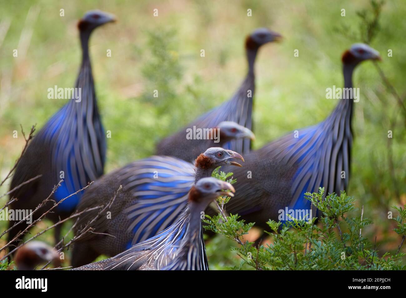 Vulturine guineafowl, Acryllium vulturinum, large african bird, cobalt blue colored with white hackles. Stock Photo