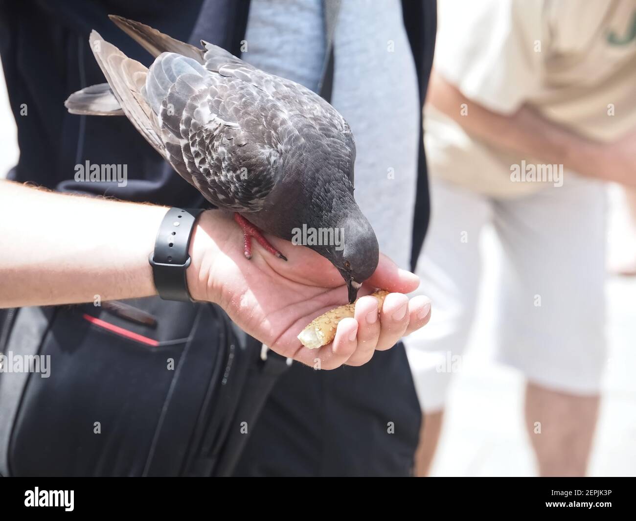 Feed a pigeon or dove by hand Stock Photo Alamy