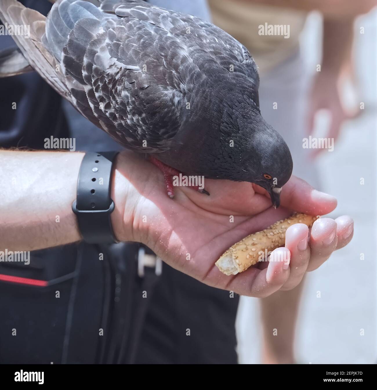 Feed a pigeon or dove by hand Stock Photo Alamy