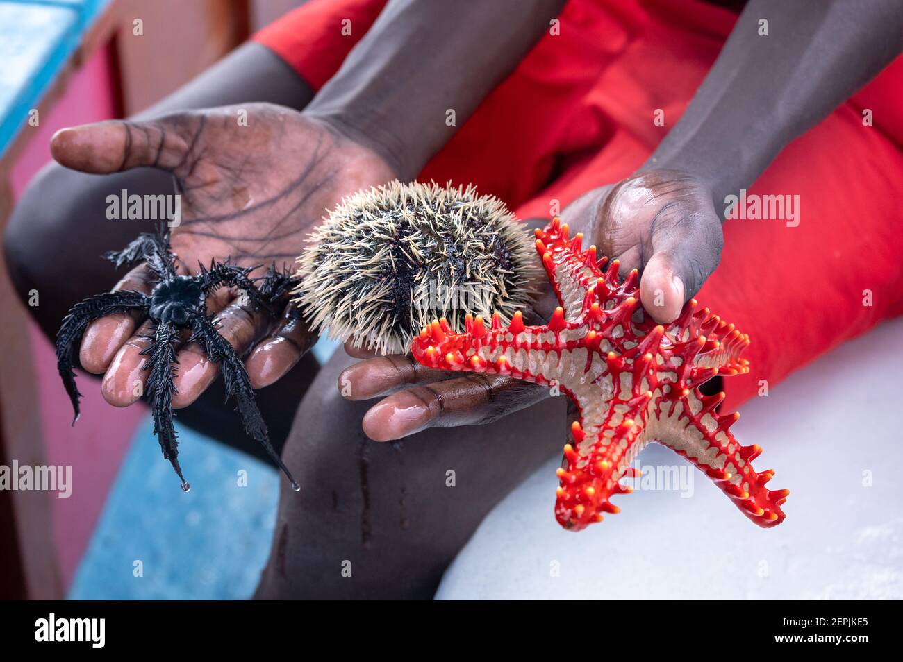A Kenyan guide holding red knob sea star (P. linckii) starfish, Brittle star and sea urchin, Diani, Kenya Stock Photo