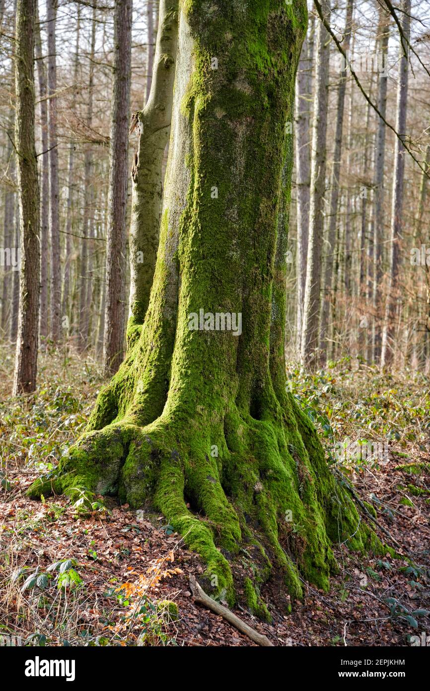 Ein ganz vermooster Baumstamm mit einem kraeftigen Wurzelwerk steht in einem winterlich, kahlen Wald im Ruhrgebiet Stock Photo