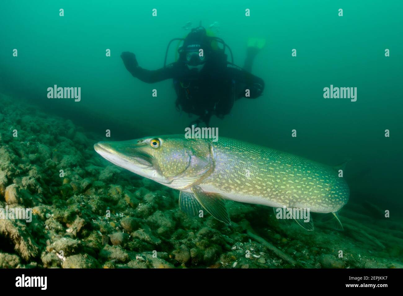 Esox lucius, Northern pike and scuba diver, St. Kanzian am Klopeiner See, Lake Klopein, Austria Stock Photo