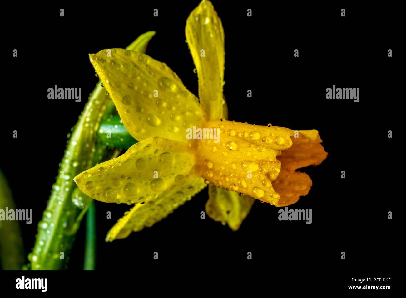 Narcissus is a genus of predominantly spring perennial plants of the amaryllis family, Amaryllidaceae. Various common names including daffodil Stock Photo
