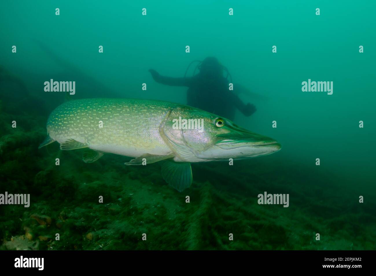 Esox lucius, Northern pike and scuba diver, St. Kanzian am Klopeiner See, Lake Klopein, Austria Stock Photo