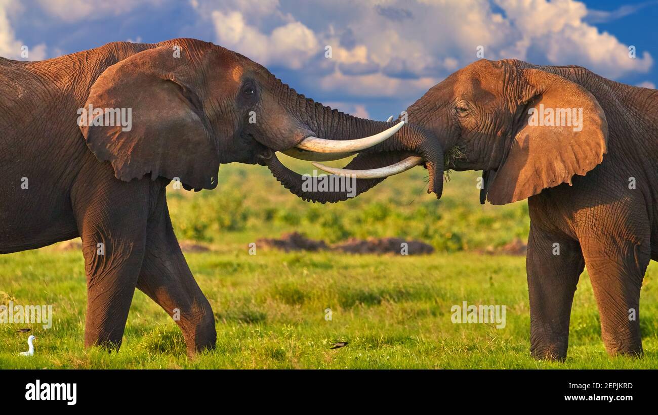 Kenya safari. Two huge african elephants are touching their trunks to