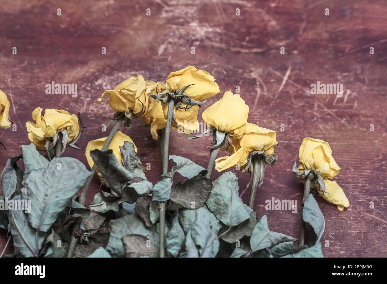 Yellow Dry Roses Real dry yellow roses on brown wooden table like symbol of past Stock ...