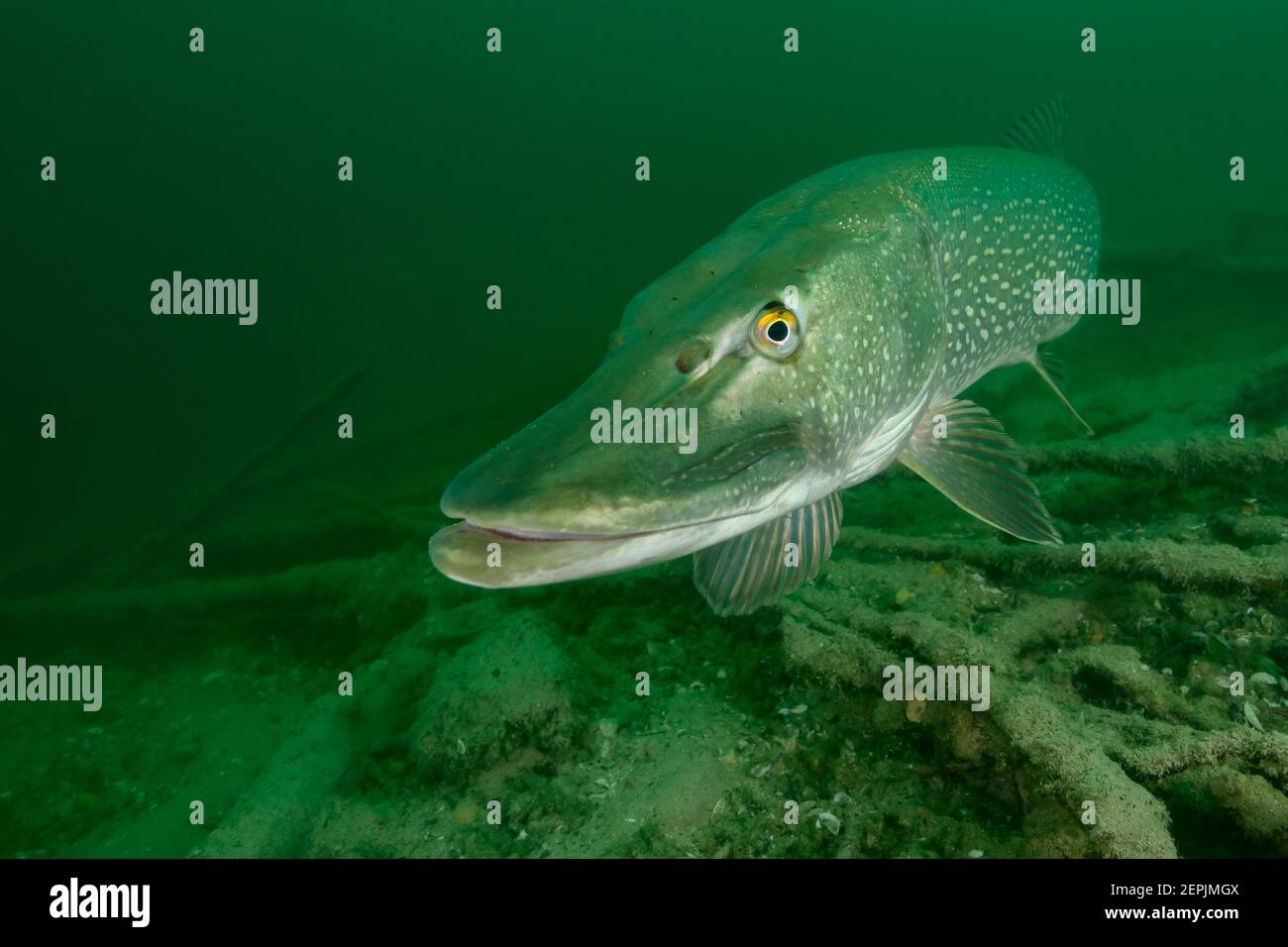 Esox lucius, Northern pike, St. Kanzian am Klopeiner See, Lake Klopein, Austria Stock Photo