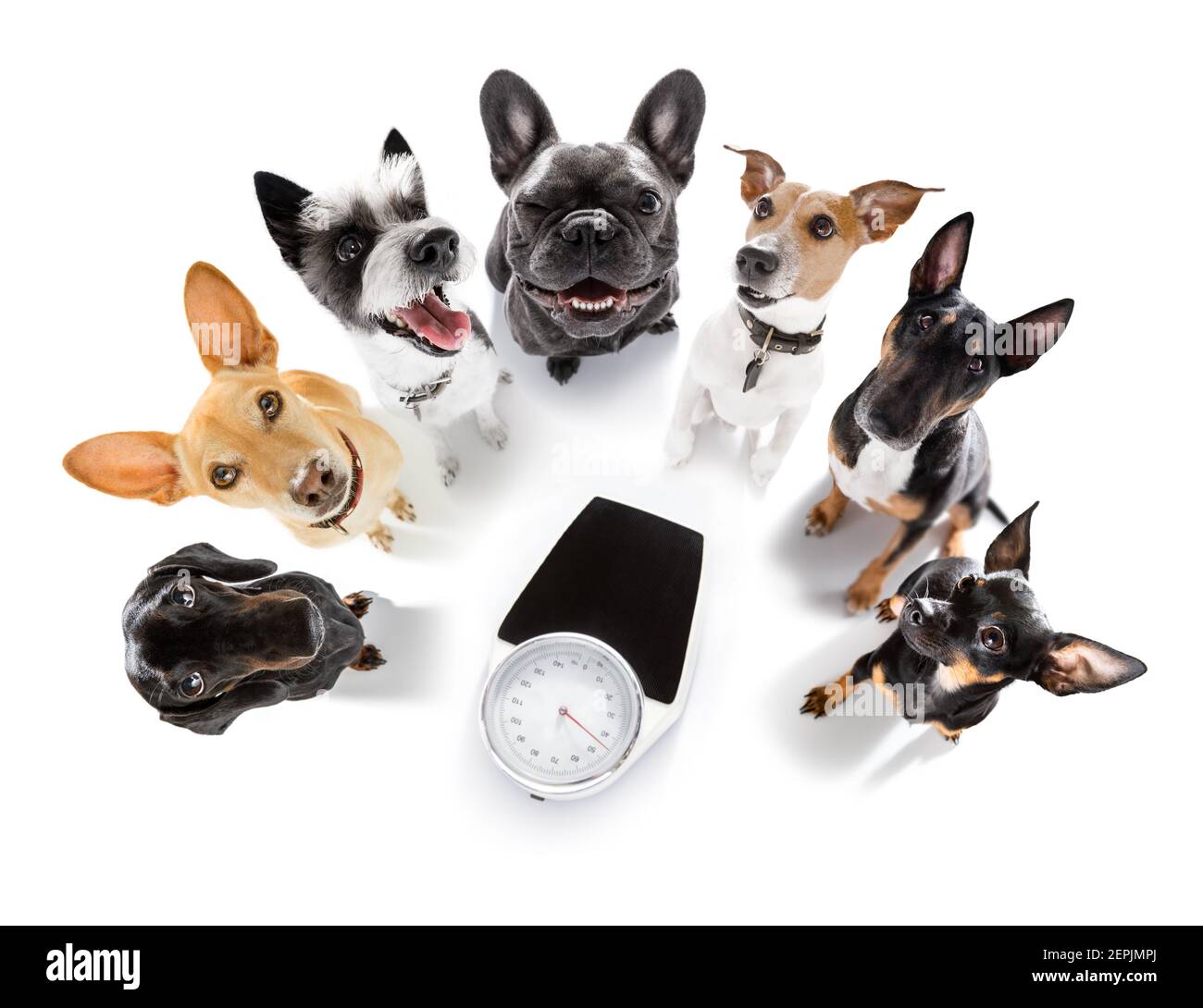 couple of dogs with guilty conscience  for overweight, and to loose weight , standing or sitting beside a personal scale, isolated on white background Stock Photo