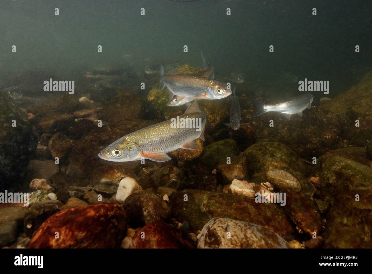 Alburnus chalcoides mento, Danube bleak or Caspian shemay, Zeller Ache, Zeller River, Mondsee, Austria Stock Photo