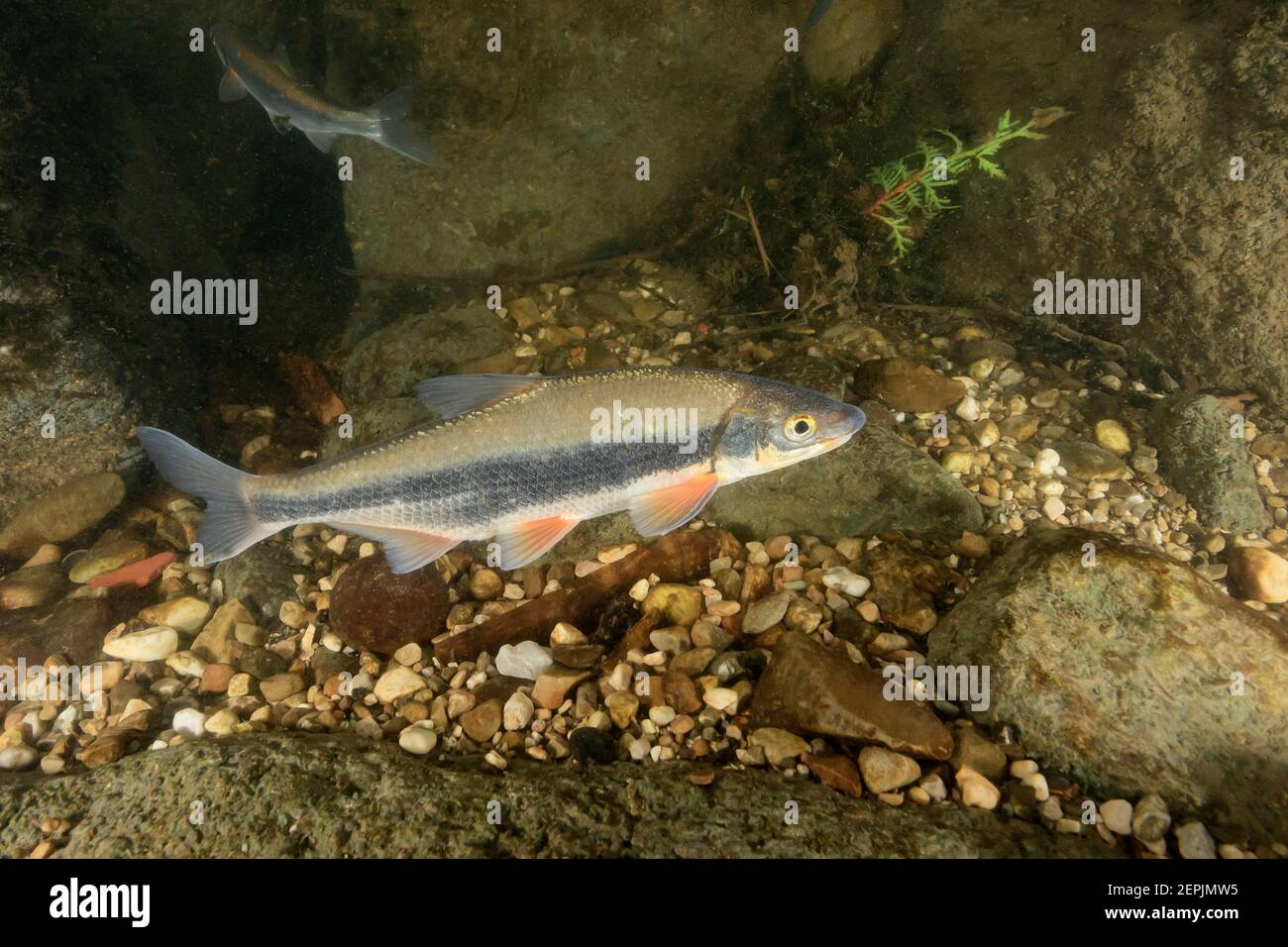 Vimba vimba, Vimba breams with spawning clour, Zeller Ache, Zeller River, Mondsee, Austria Stock Photo