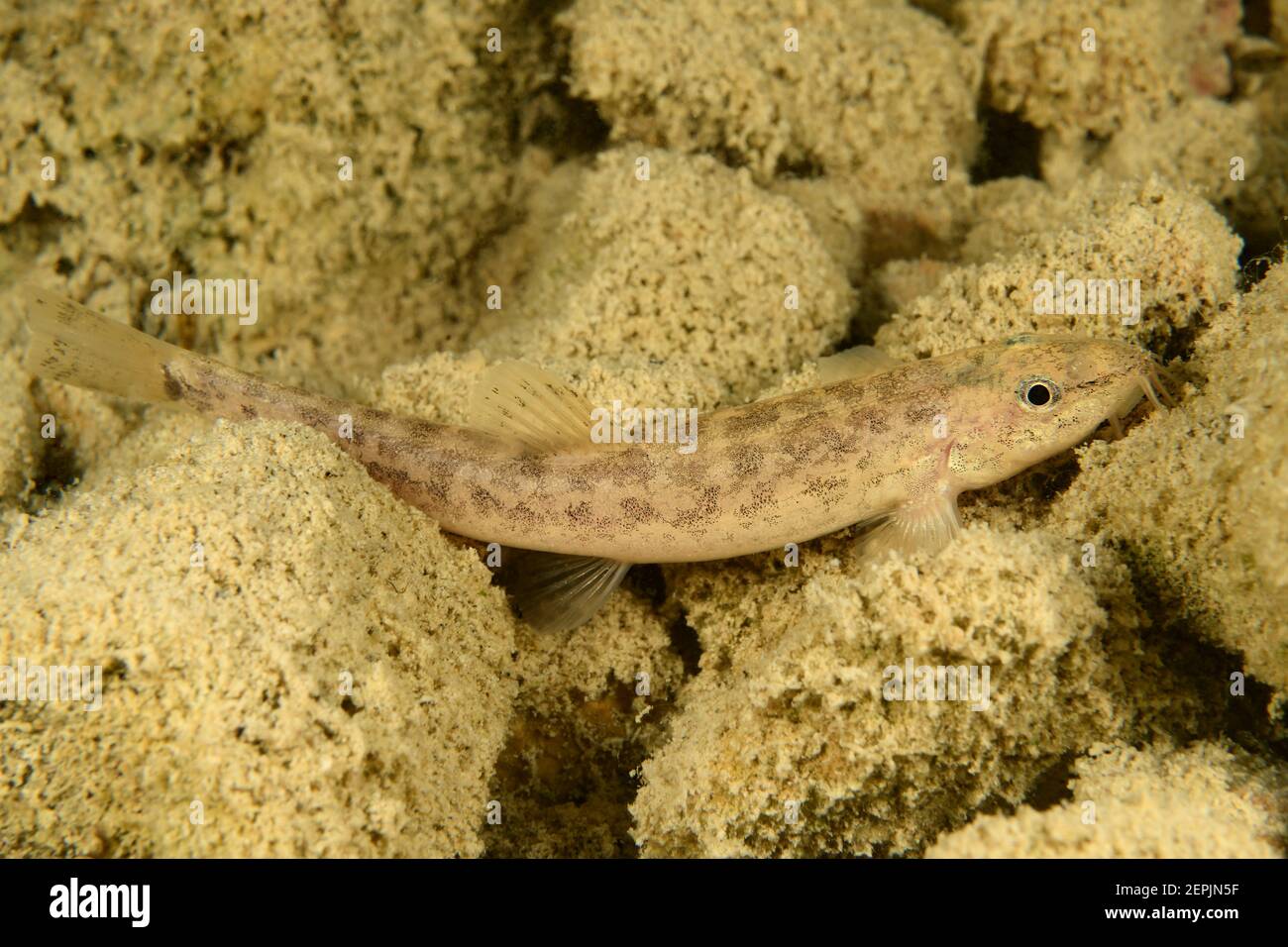 Barbatula barbatula, Stone loach, Wolfgangsee (Lake Wolfgang), Austria Stock Photo