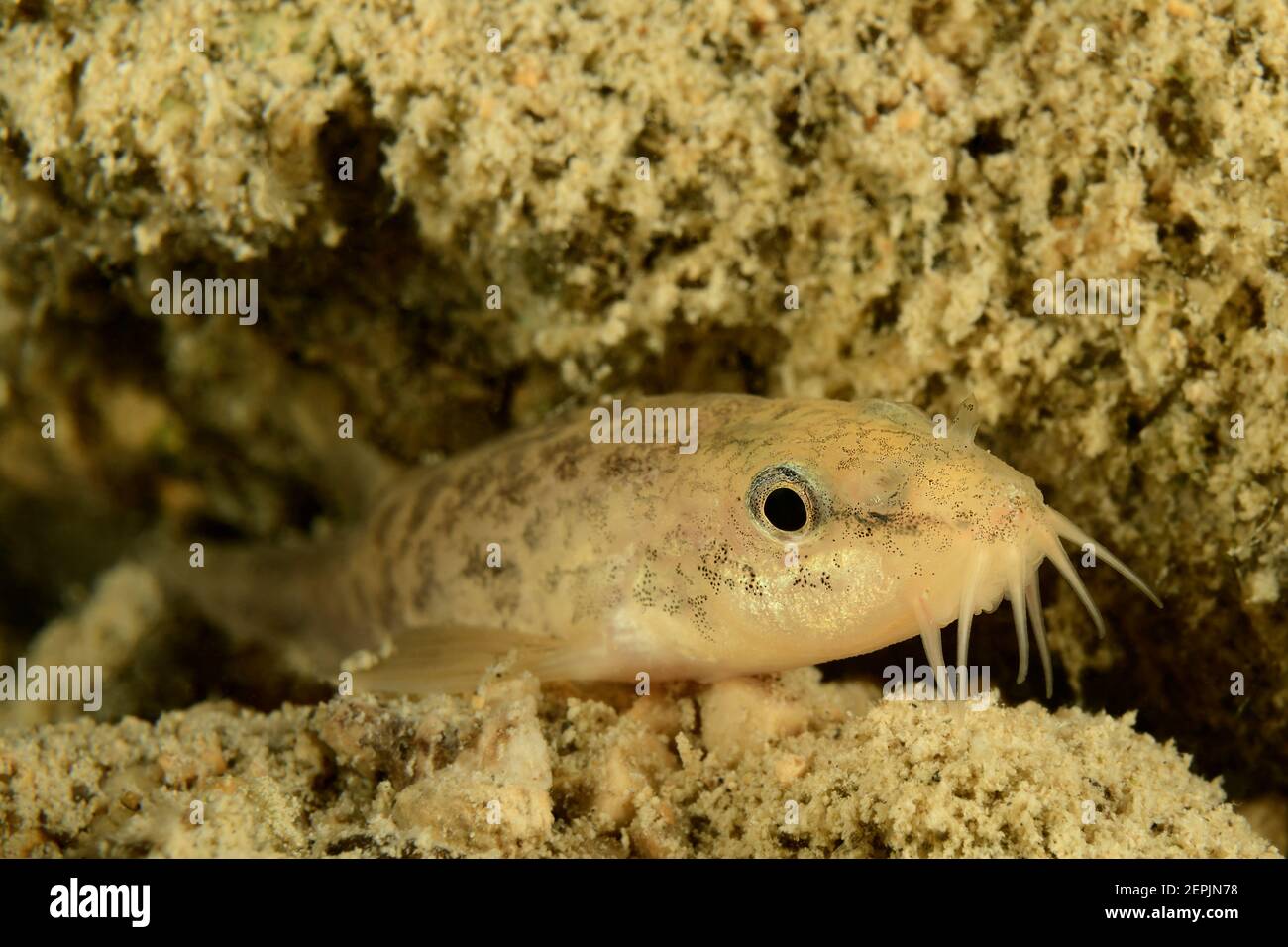 Barbatula barbatula, Stone loach, Wolfgangsee (Lake Wolfgang), Austria Stock Photo