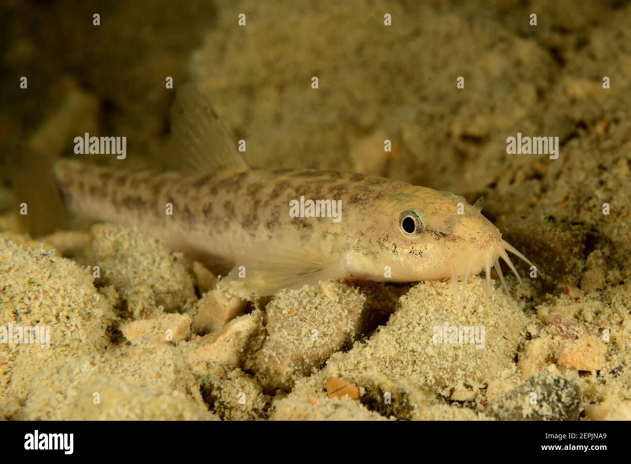 Barbatula barbatula, Stone loach, Wolfgangsee (Lake Wolfgang), Austria Stock Photo