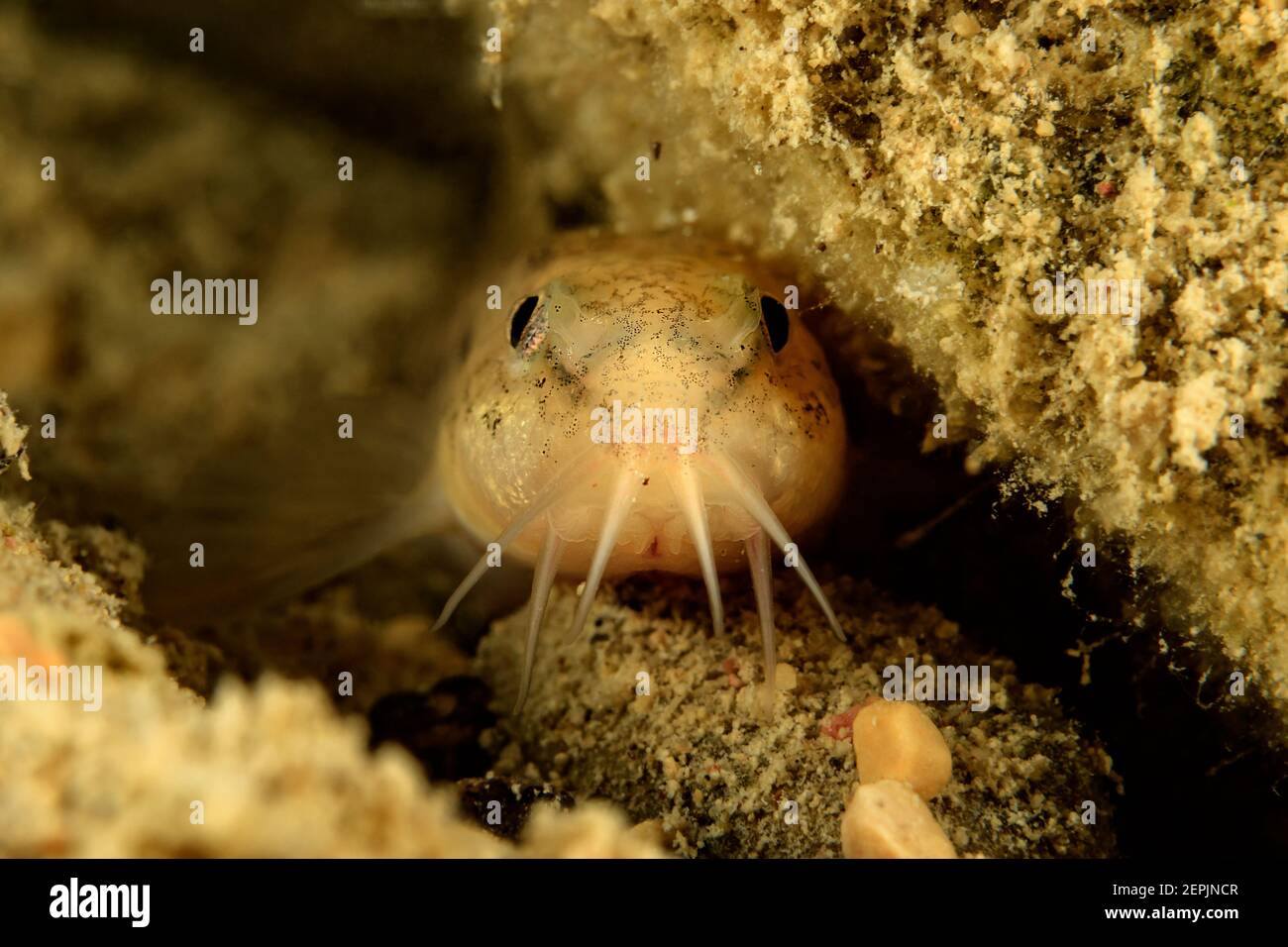 Barbatula barbatula, Stone loach, Wolfgangsee (Lake Wolfgang), Austria Stock Photo