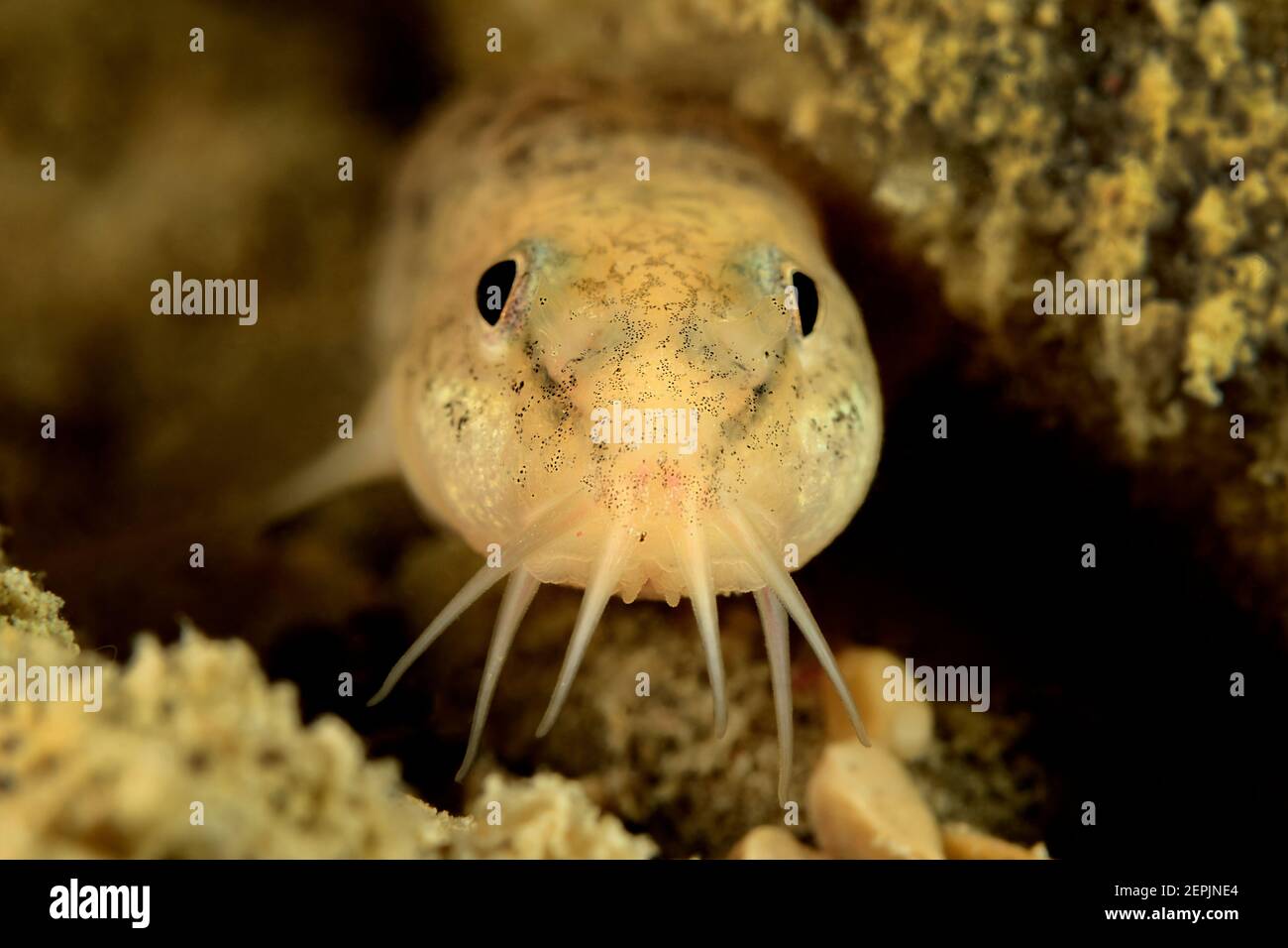 Barbatula barbatula, Stone loach, Wolfgangsee (Lake Wolfgang), Austria Stock Photo