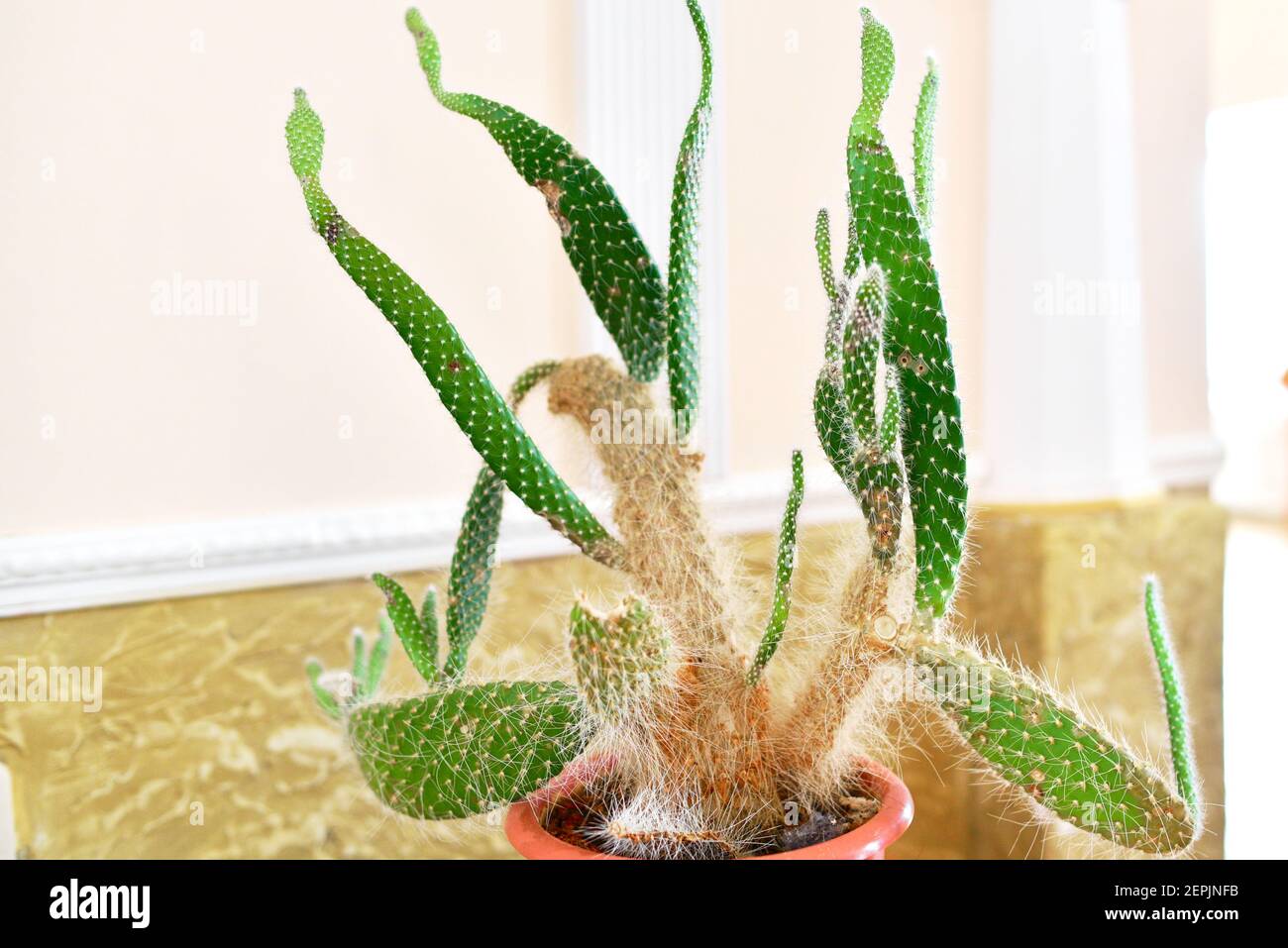 Fancy leaves hi-res stock photography and images - Alamy