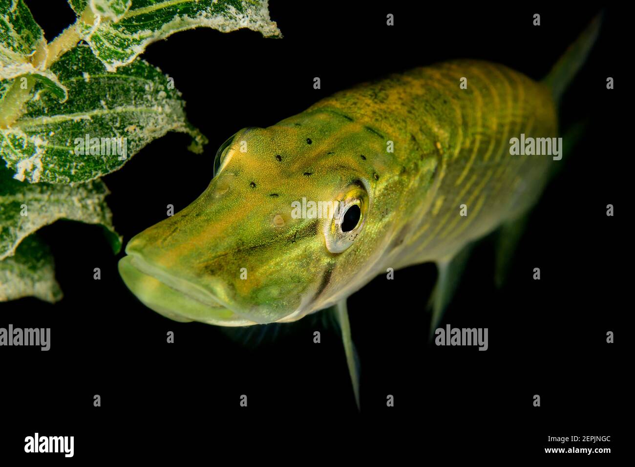 Esox lucius, Juvenil Northern pike, Attersee, Austria Stock Photo