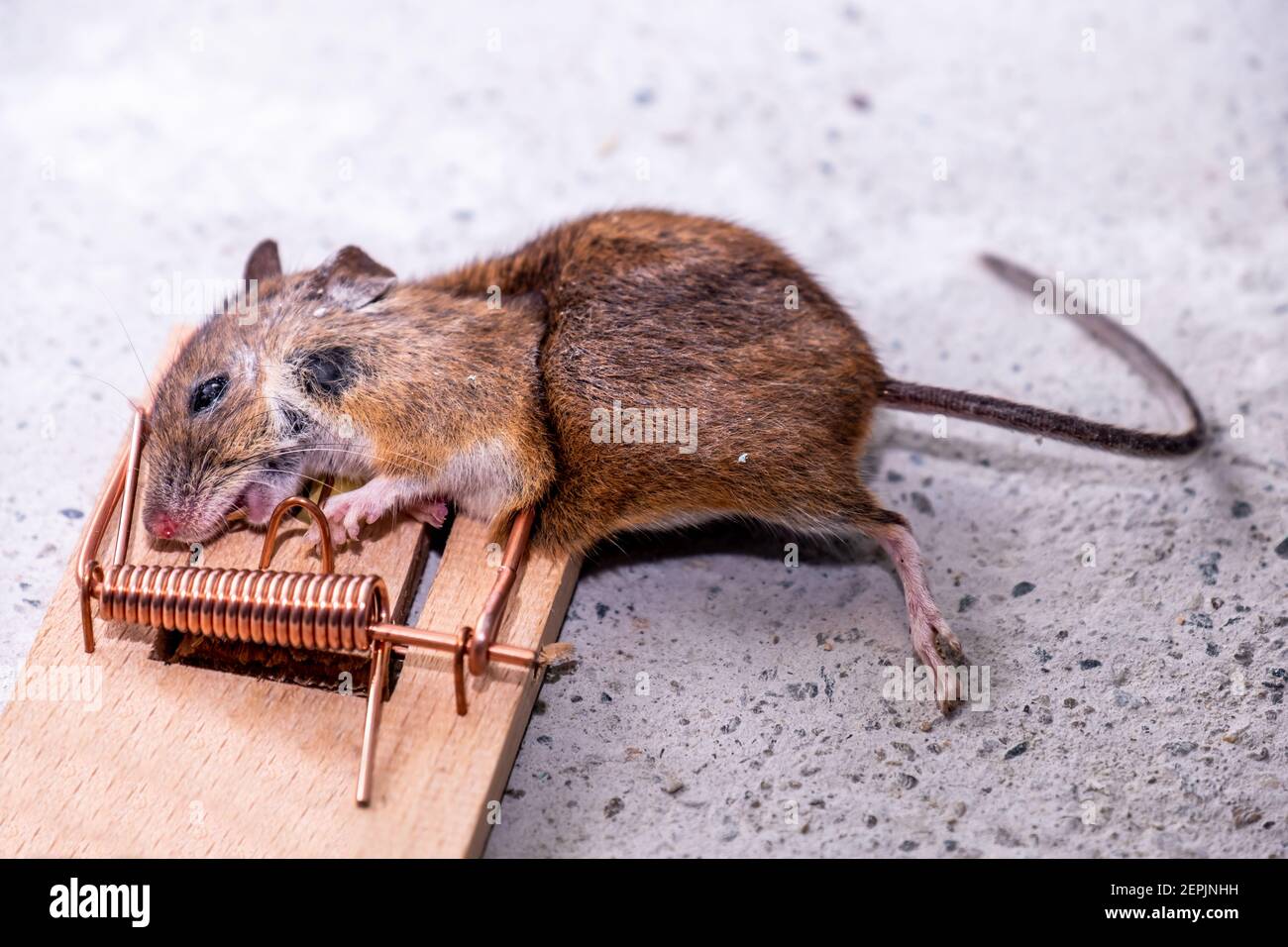 Mouse trapped in Mouse trap in the shed. Stock Photo