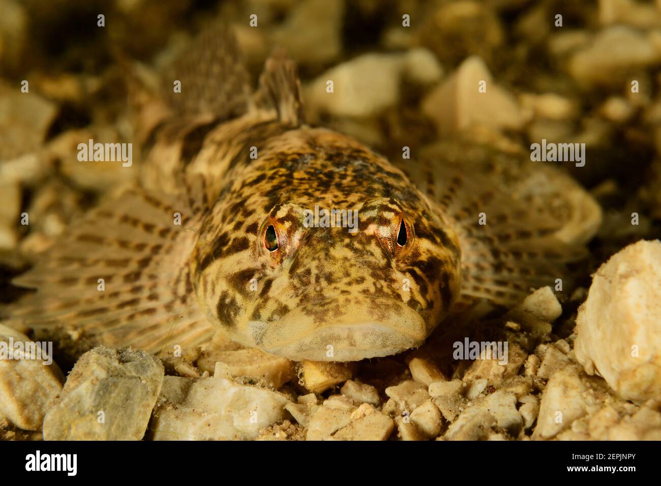 Cottus gobio, European bullhead, Taugl, Kuchl, Austria Stock Photo