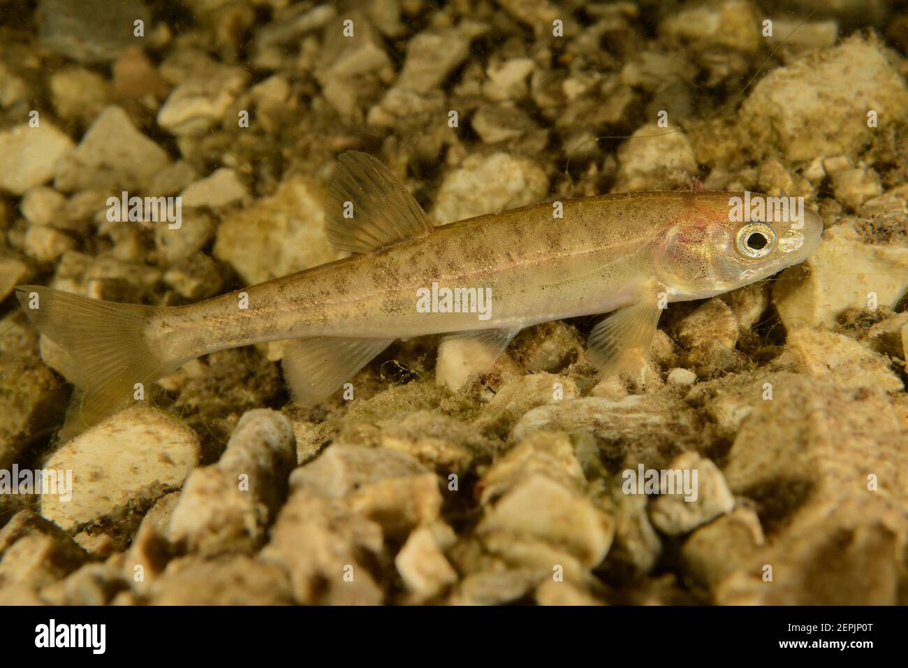 Phoxinus phoxinus, Common minnow, River Taugl, Austria Stock Photo