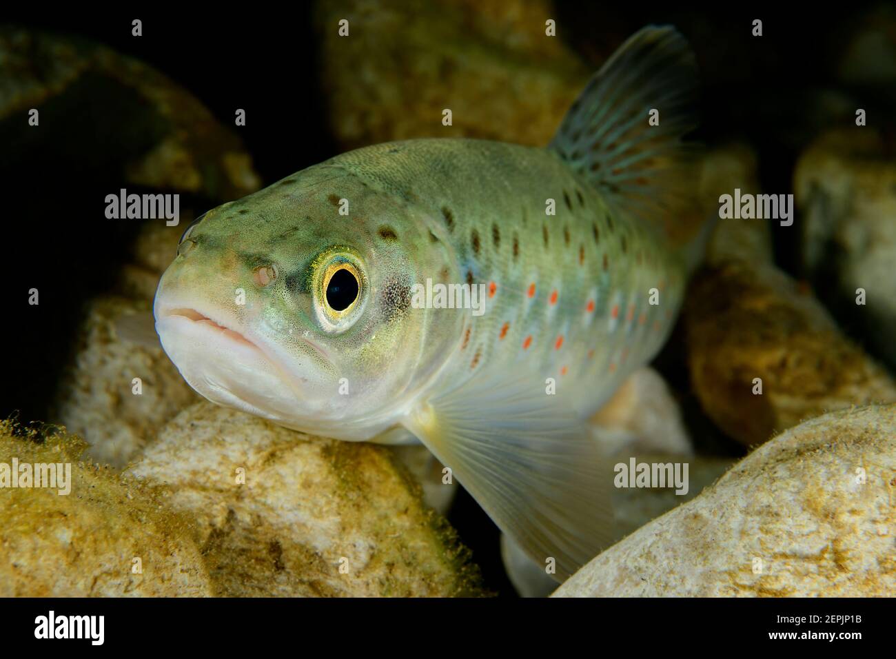 Salmo trutta fario, Brown trout, River Taugl, Kuchl, Austria Stock Photo