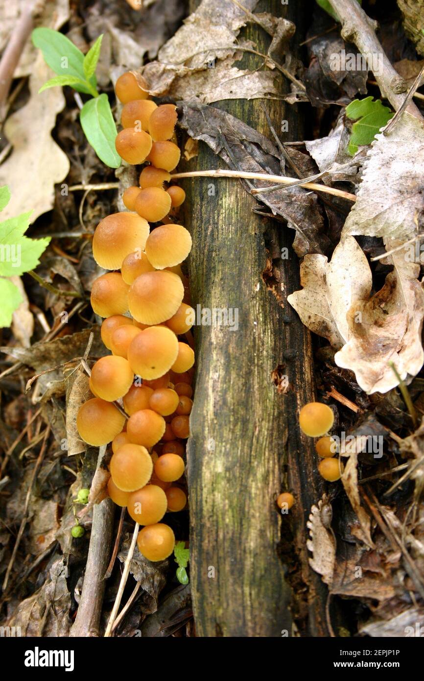 Type species of the Mycena mushroom genus Stock Photo Alamy
