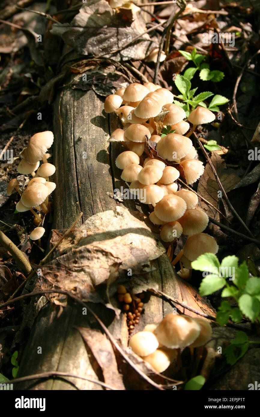 Type species of the Mycena mushroom genus Stock Photo Alamy