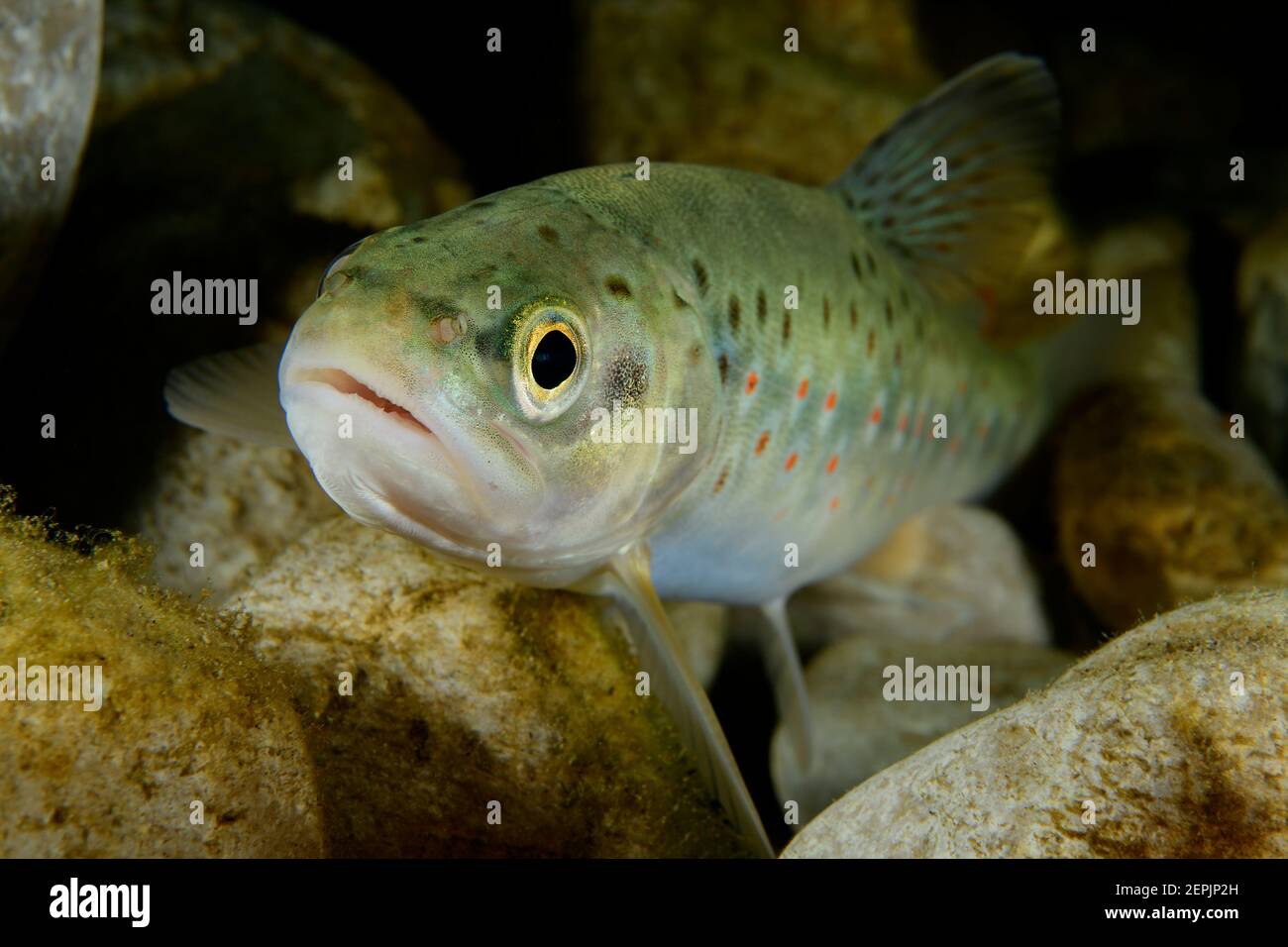 Salmo trutta fario, Brown trout, River Taugl, Kuchl, Austria Stock Photo