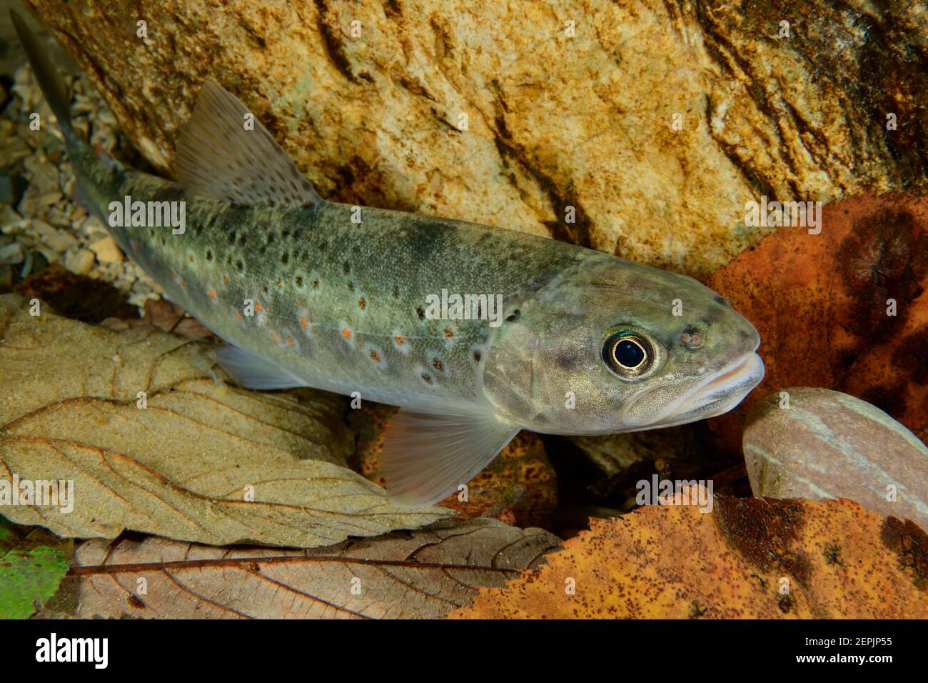 Salmo trutta fario, Brown trout, River Taugl, Kuchl, Austria Stock Photo