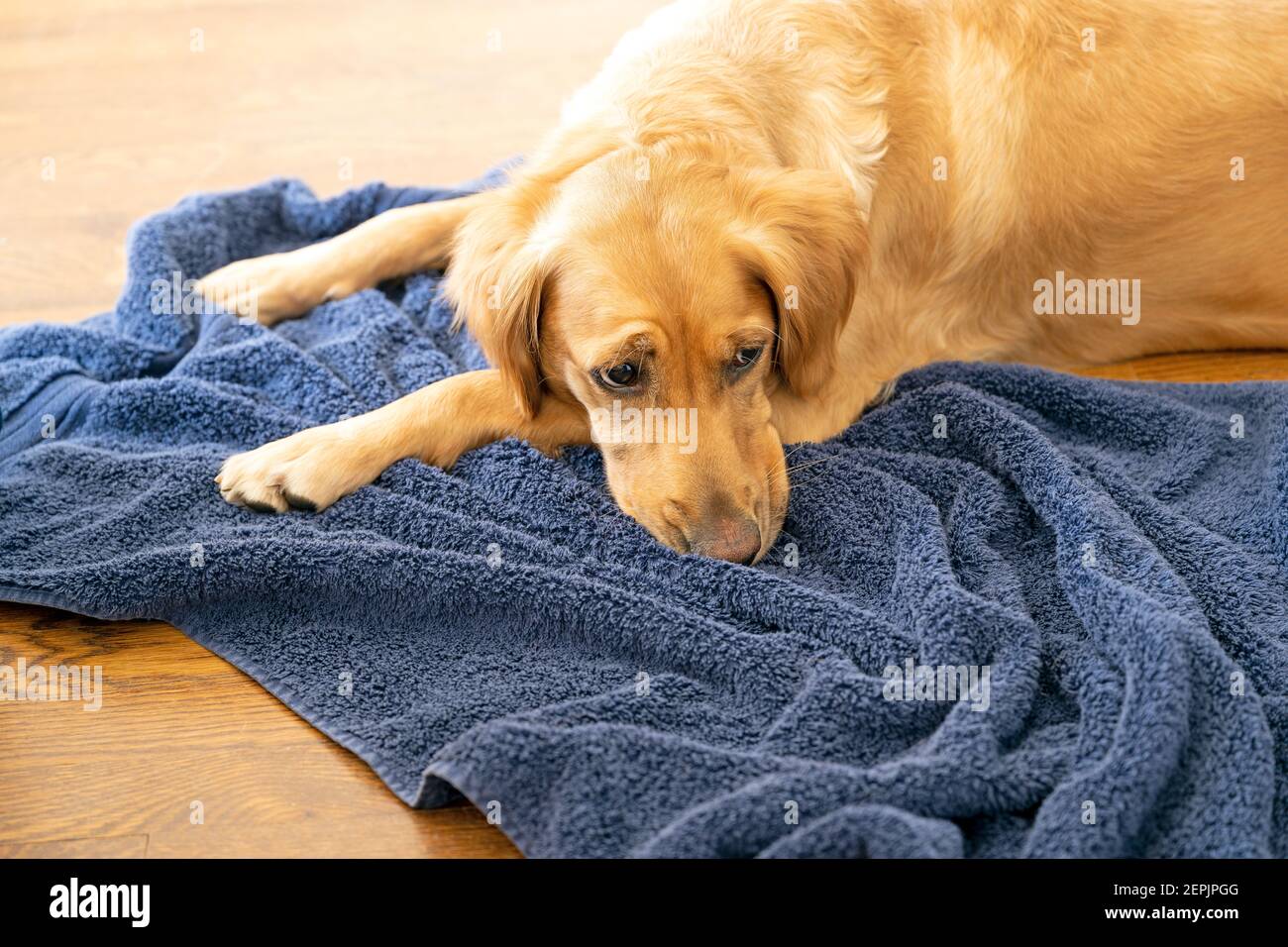Do Golden Retrievers Get Lonely