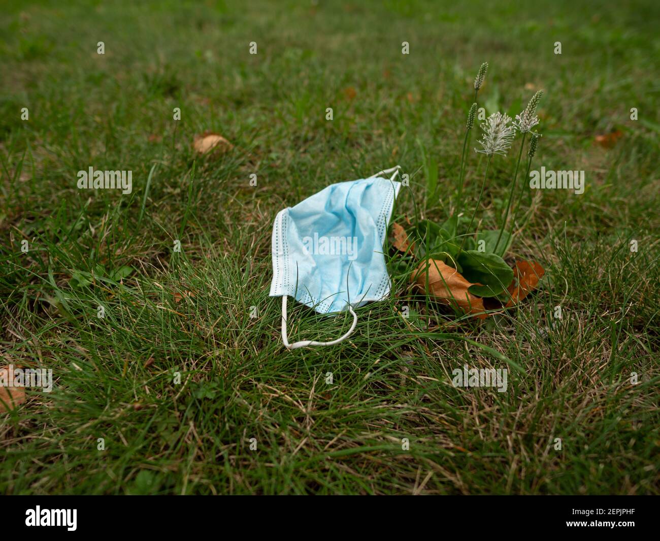 Used face mask on green grass as environmental pollution in a public park plastic waste junk Stock Photo