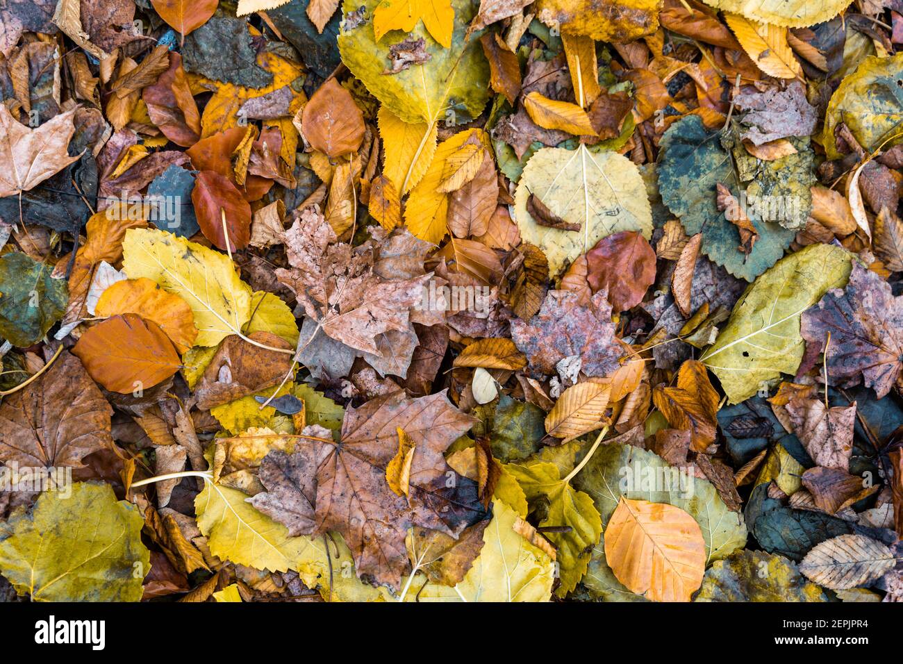 Ground leaves texture hi-res stock photography and images - Alamy