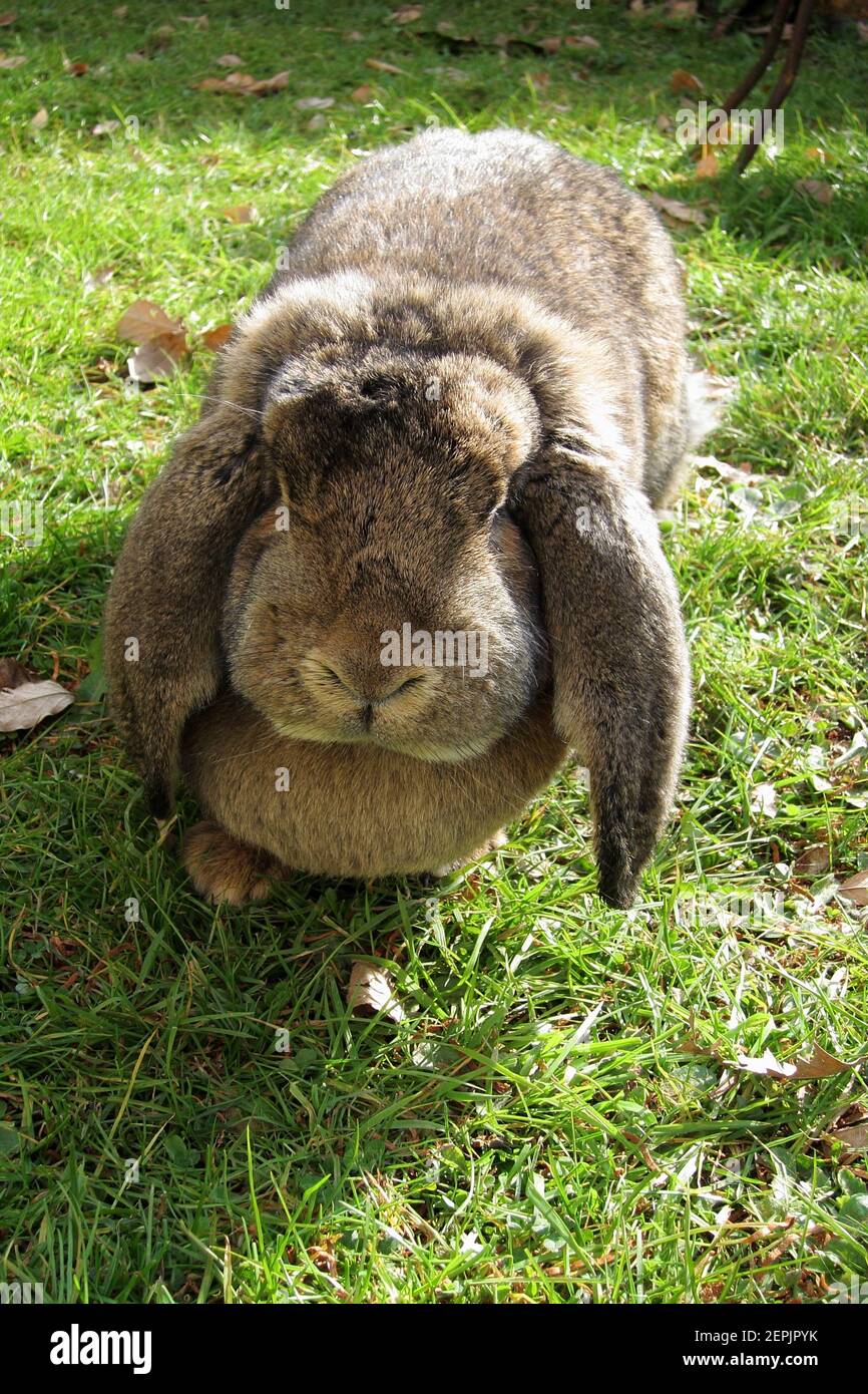 Lopkin Rabbit A lop rabbit in a garden Stock Photo - Alamy