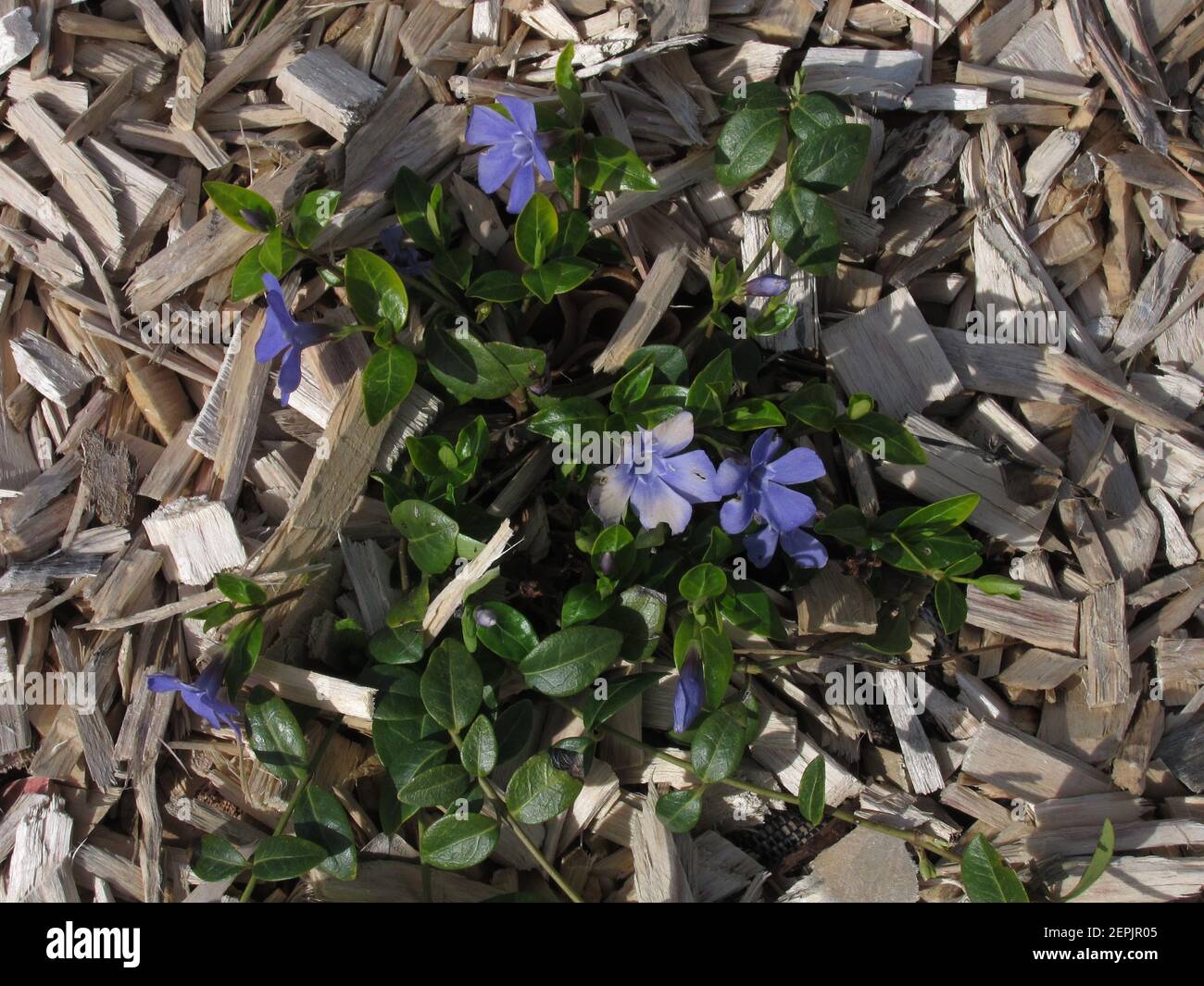 mulching a flower bed with wood chips Stock Photo Alamy