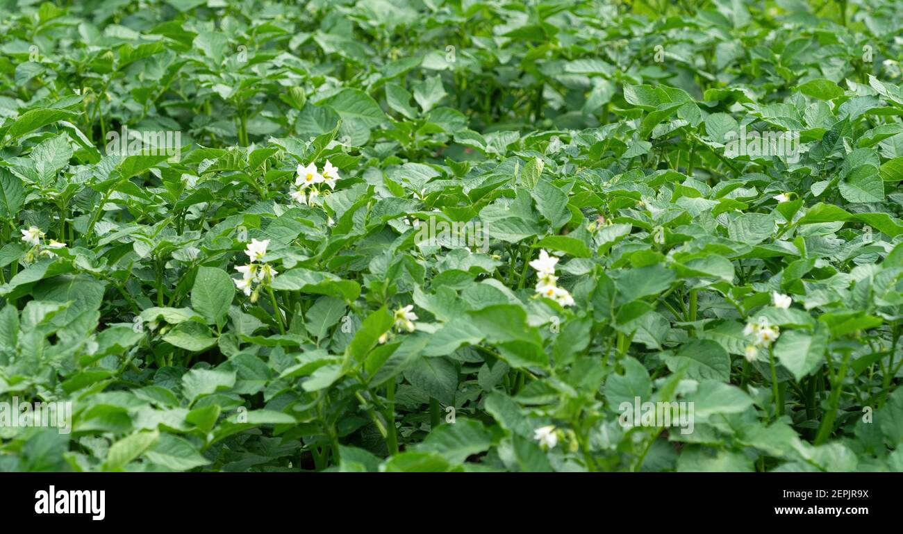 Bed of blooming potato plants. Patch of Solanum tuberosum plant in bloom growing in homemade garden. Close up. Organic farming, healthy food, BIO vian Stock Photo