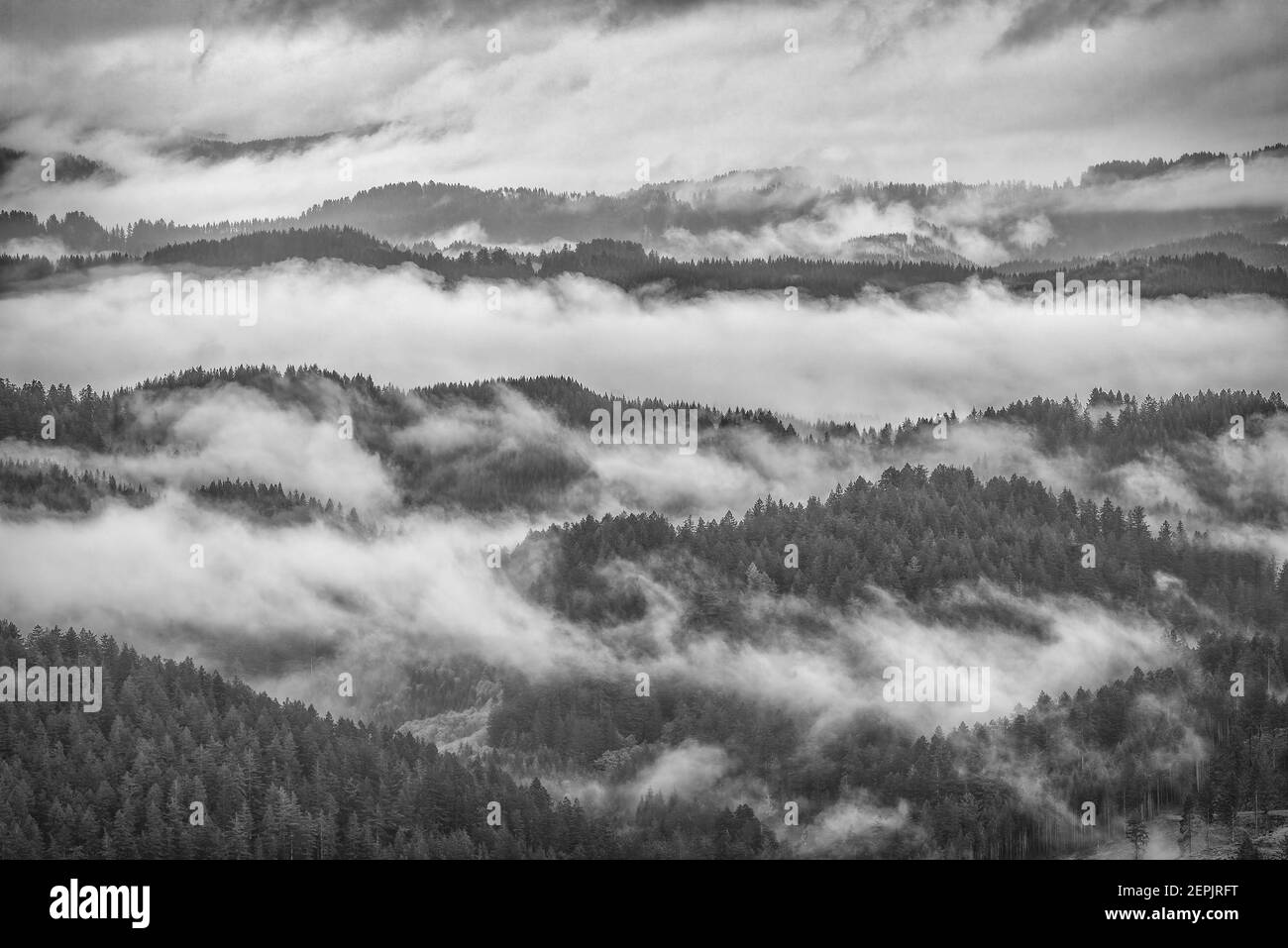 Fog in the forest of the Coast Range Mountains, Siuslaw National Forest, Central Oregon Coast. Stock Photo
