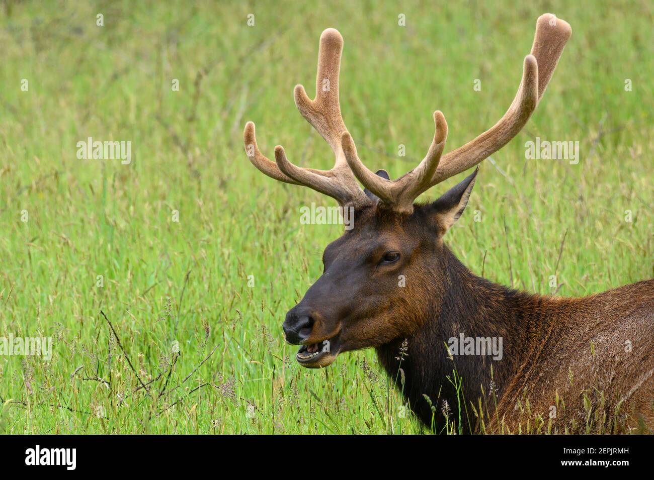 Bull elk with velvet antlers at Prairie Creek Redwoods State Park in Northern California. Stock Photo