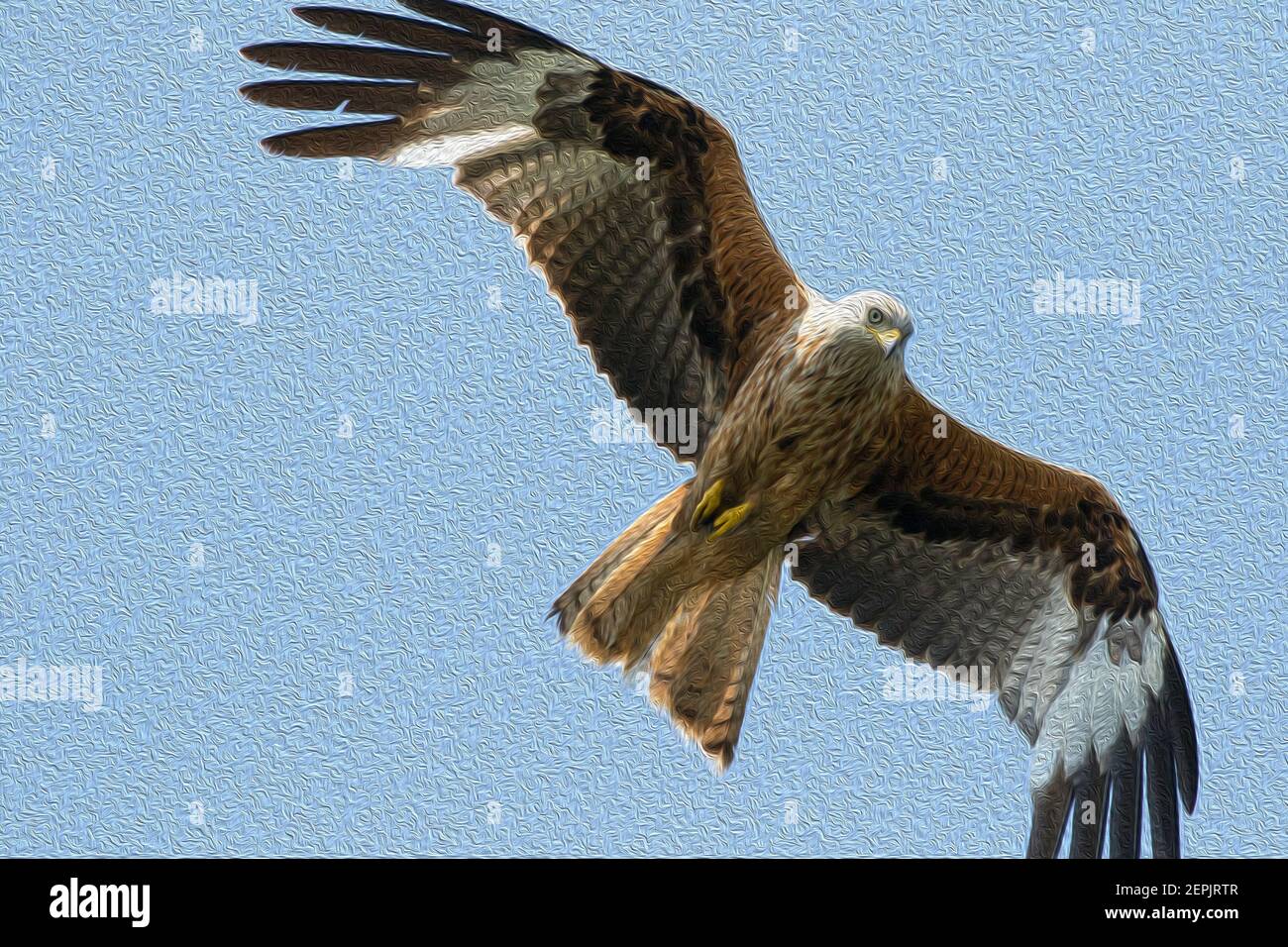 Stunning Red Kite soaring in mid-air, Harewood, West Yorkshire, England, UK - digital watercolour effect. Stock Photo