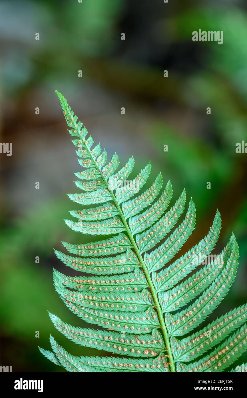 Sword fern frond and spores; Fall Creek, Willamette National Forest, Oregon. Stock Photo