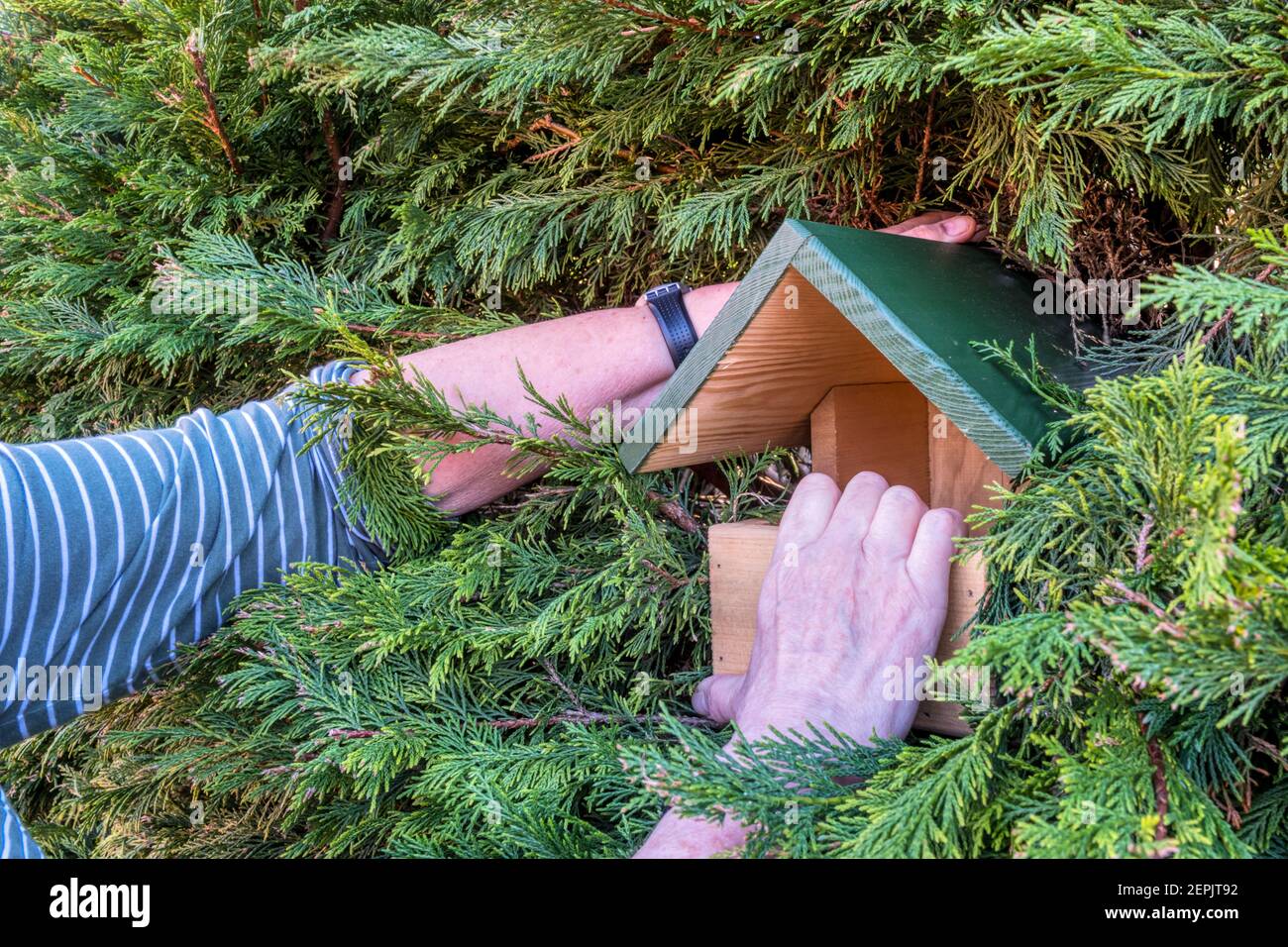Woman fitting an open fronted bird nesting box in a garden hedge. Stock Photo
